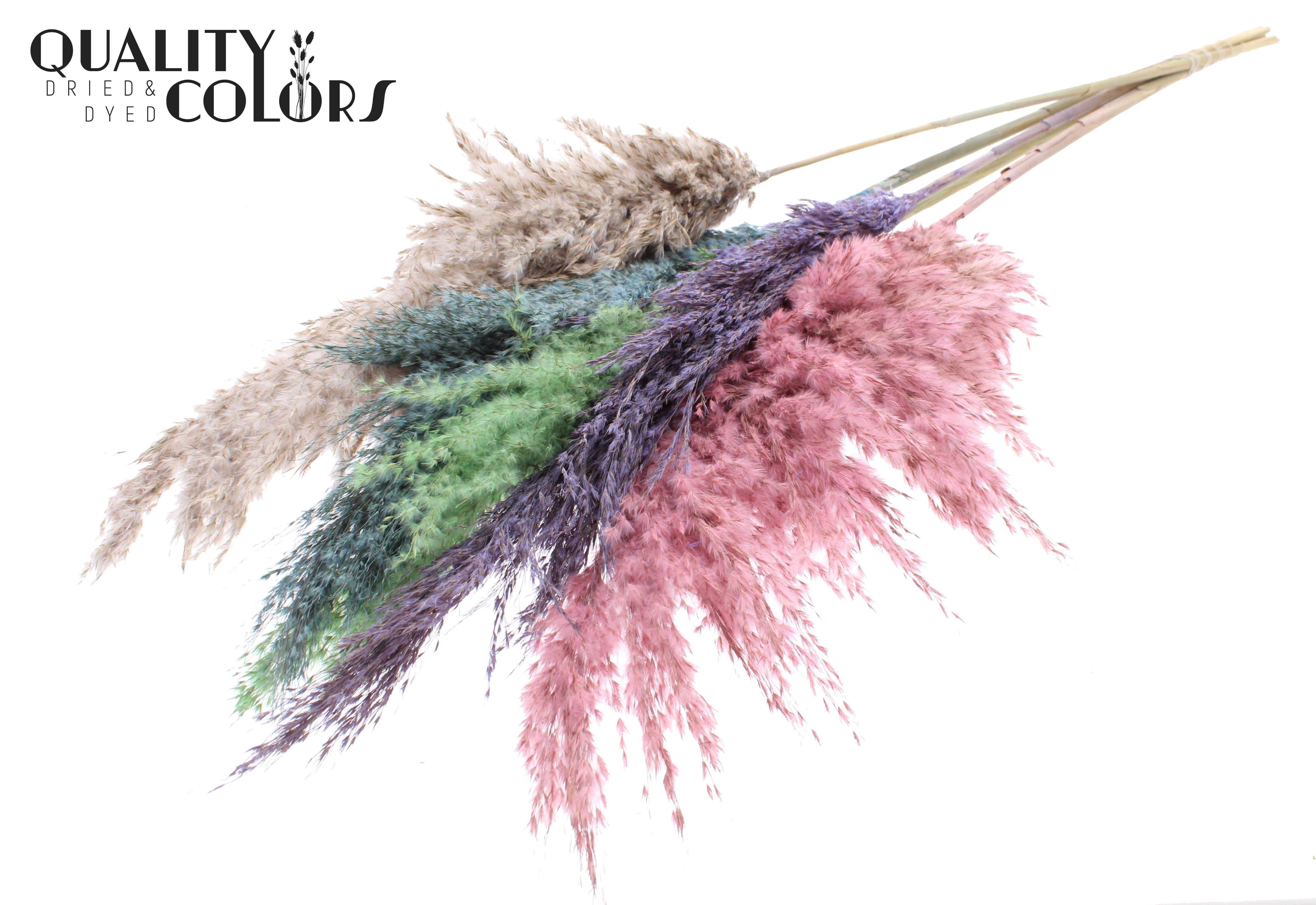 Pampas Grass Colourful 1 Per Bunch 100cm