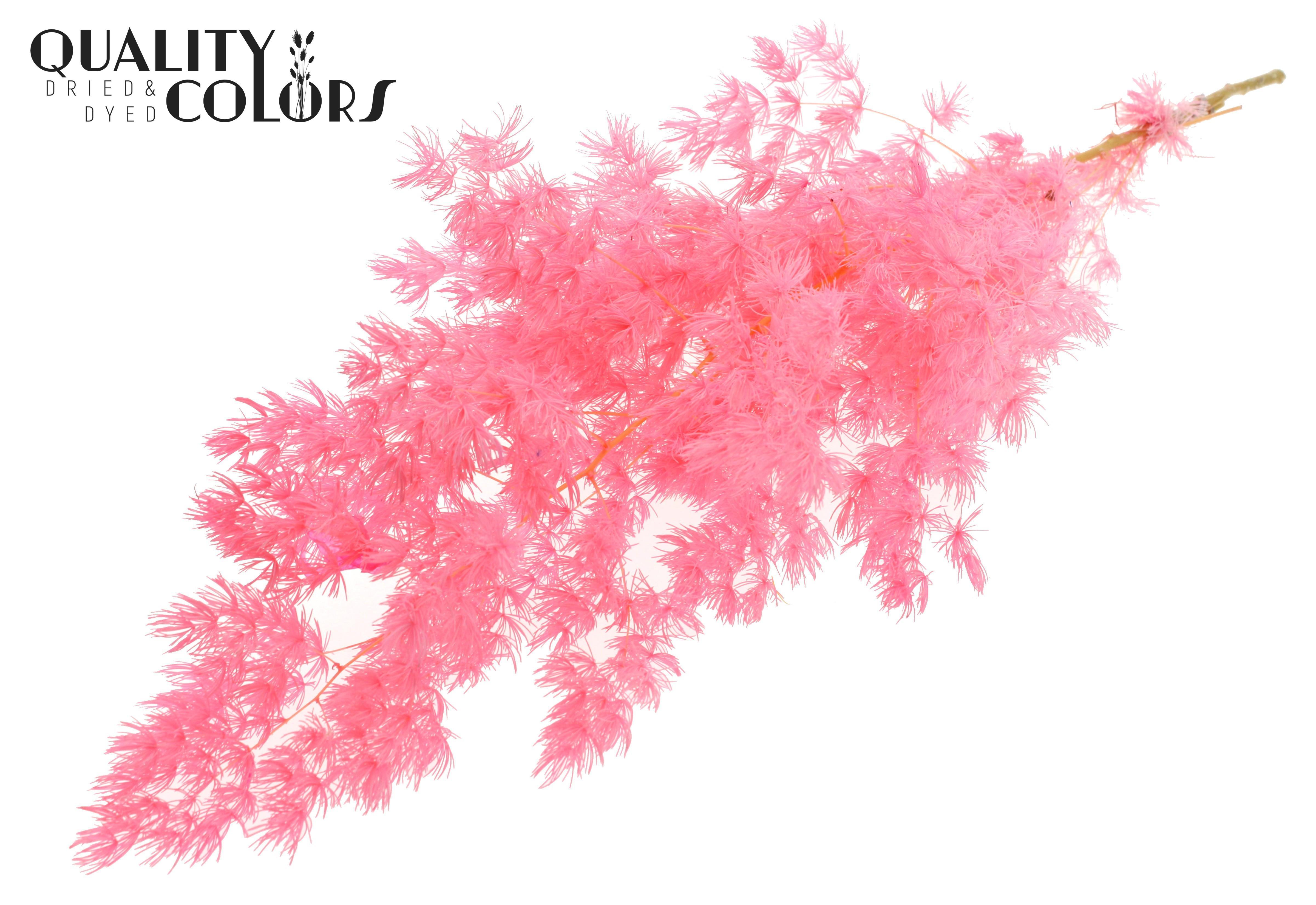 Asparagus Ming Pink Per Bunch 60cm