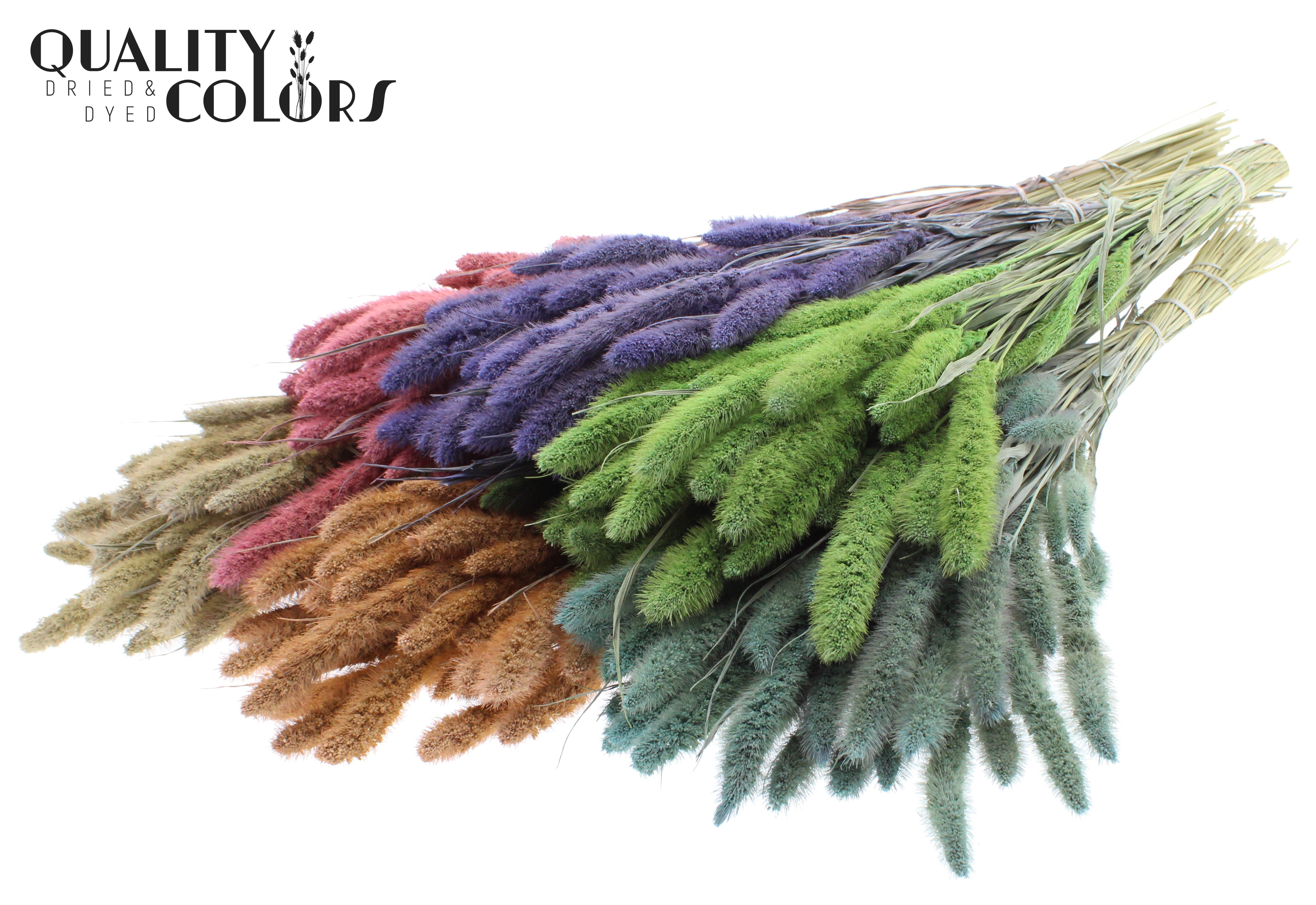 Setaria Frosted Mix Per Bunch 70cm