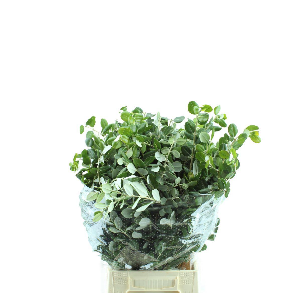 Pittosporum Ralphi