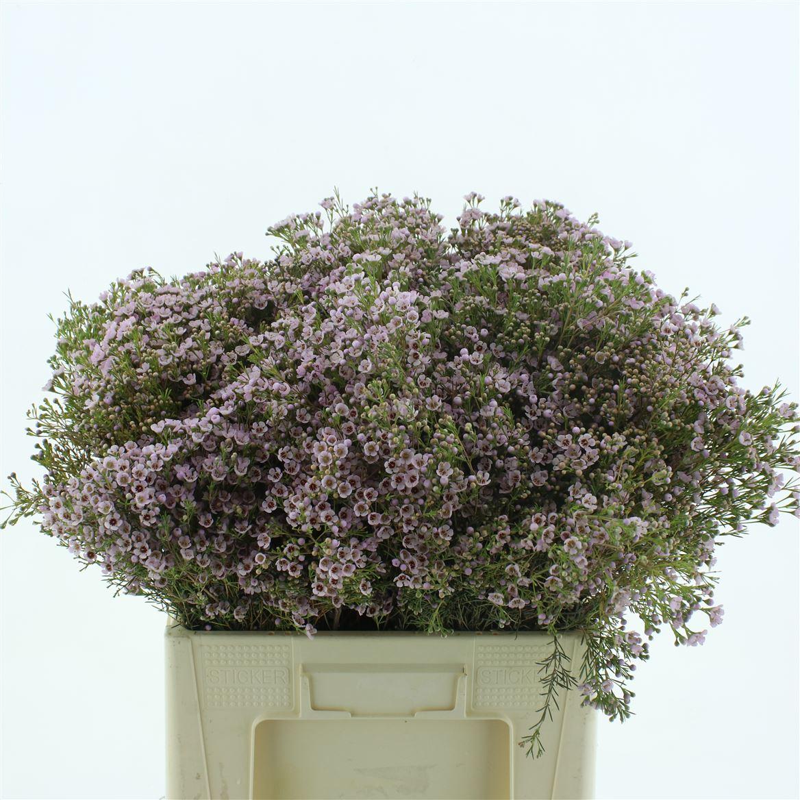 Chame Un Orchid