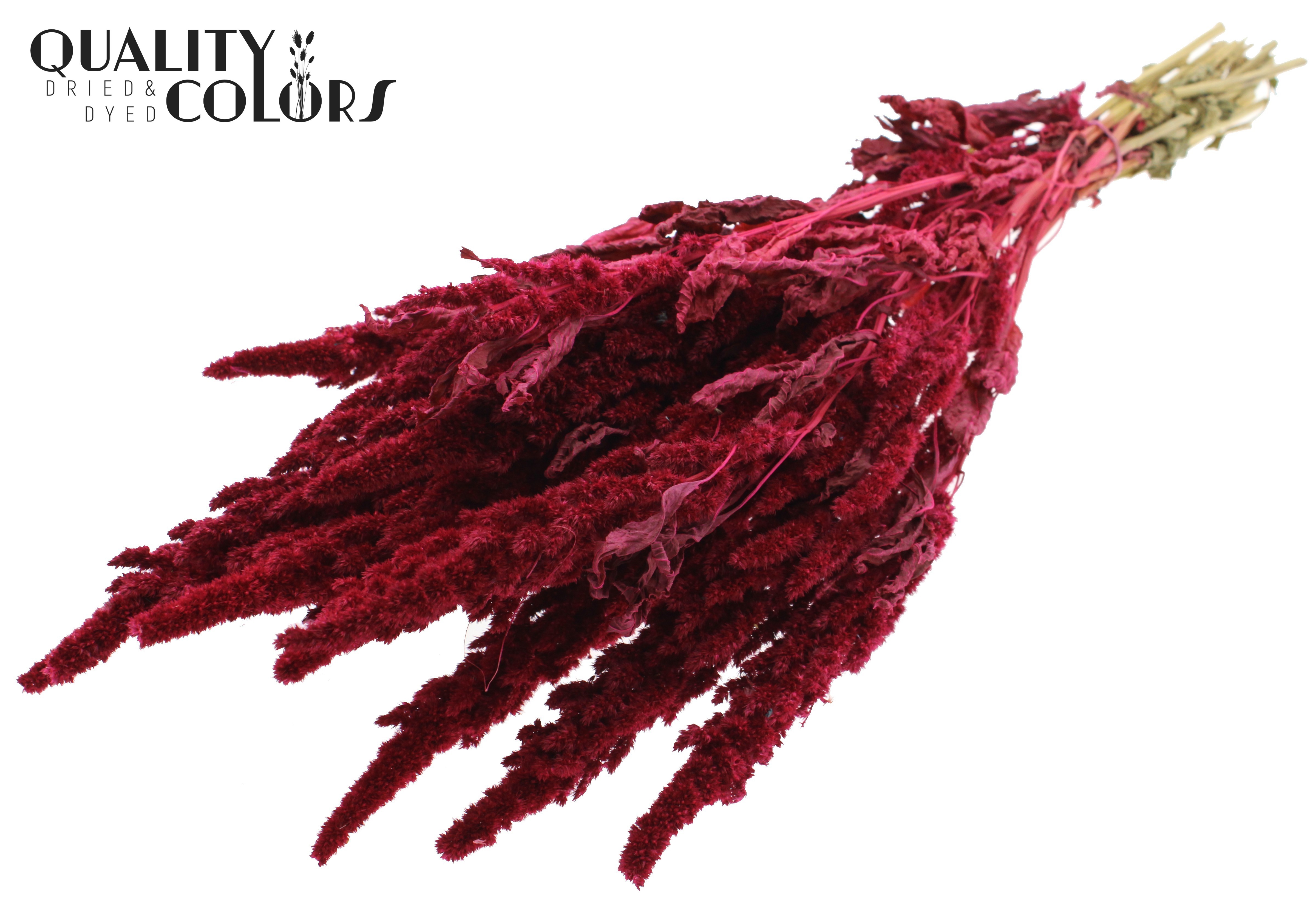 Amaranthus Cerise Per Bunch 60cm