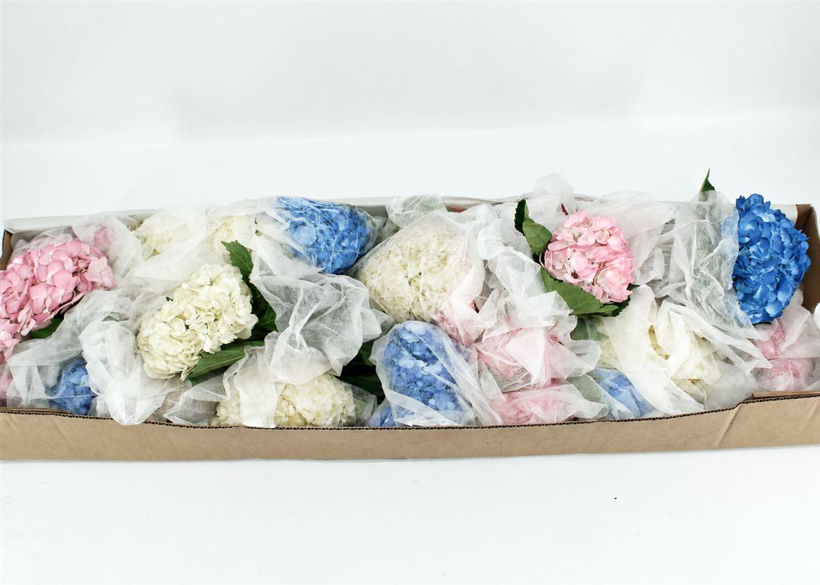 Hydr M Mixed White Pink Blue