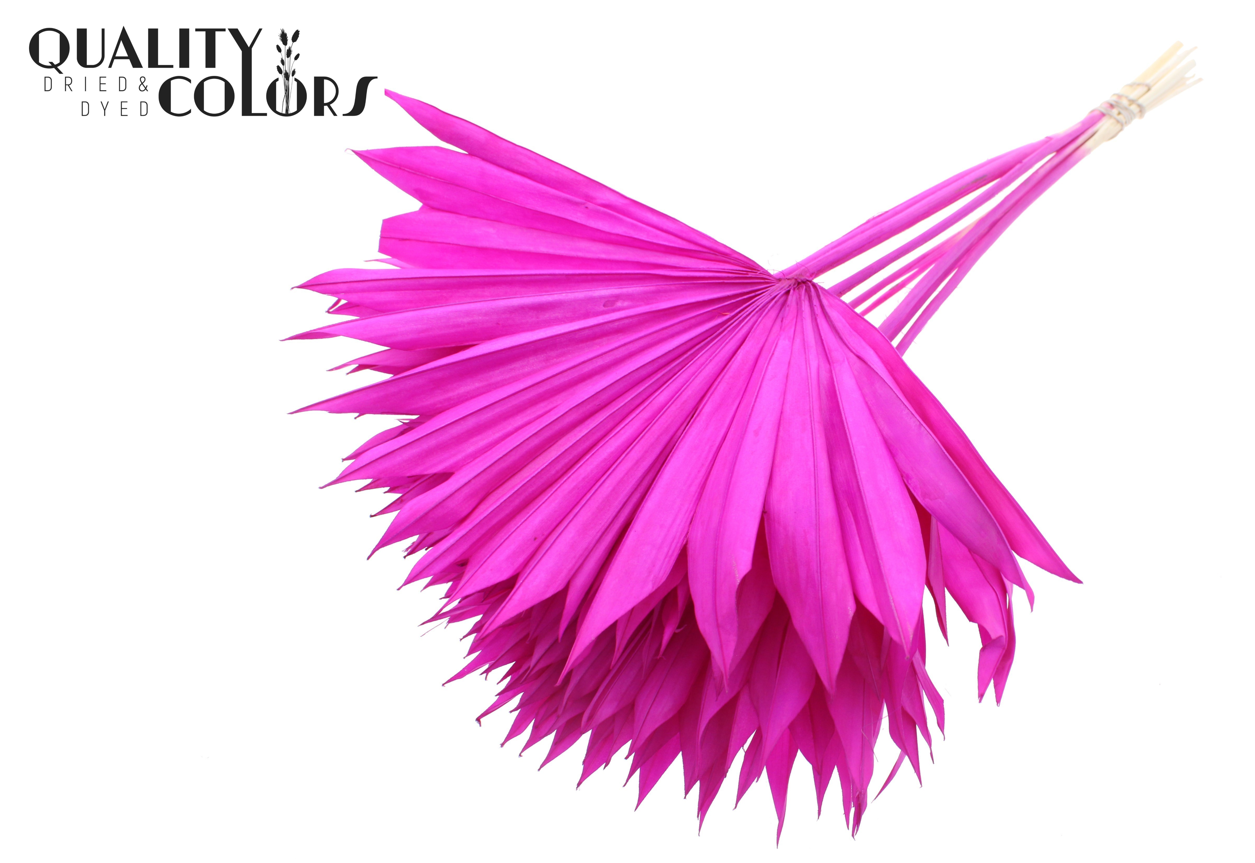 Palm Sun Intense Lilac 50cm