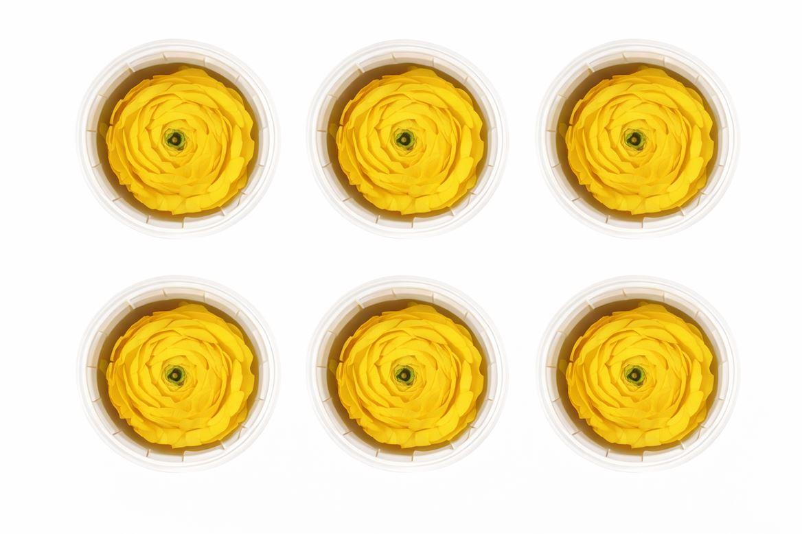 Ran Pres Yellow