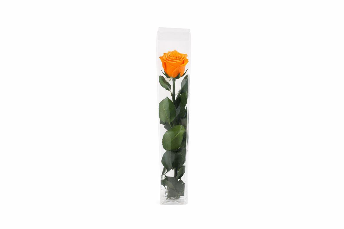 Ro Pres Stem 50cm Orange
