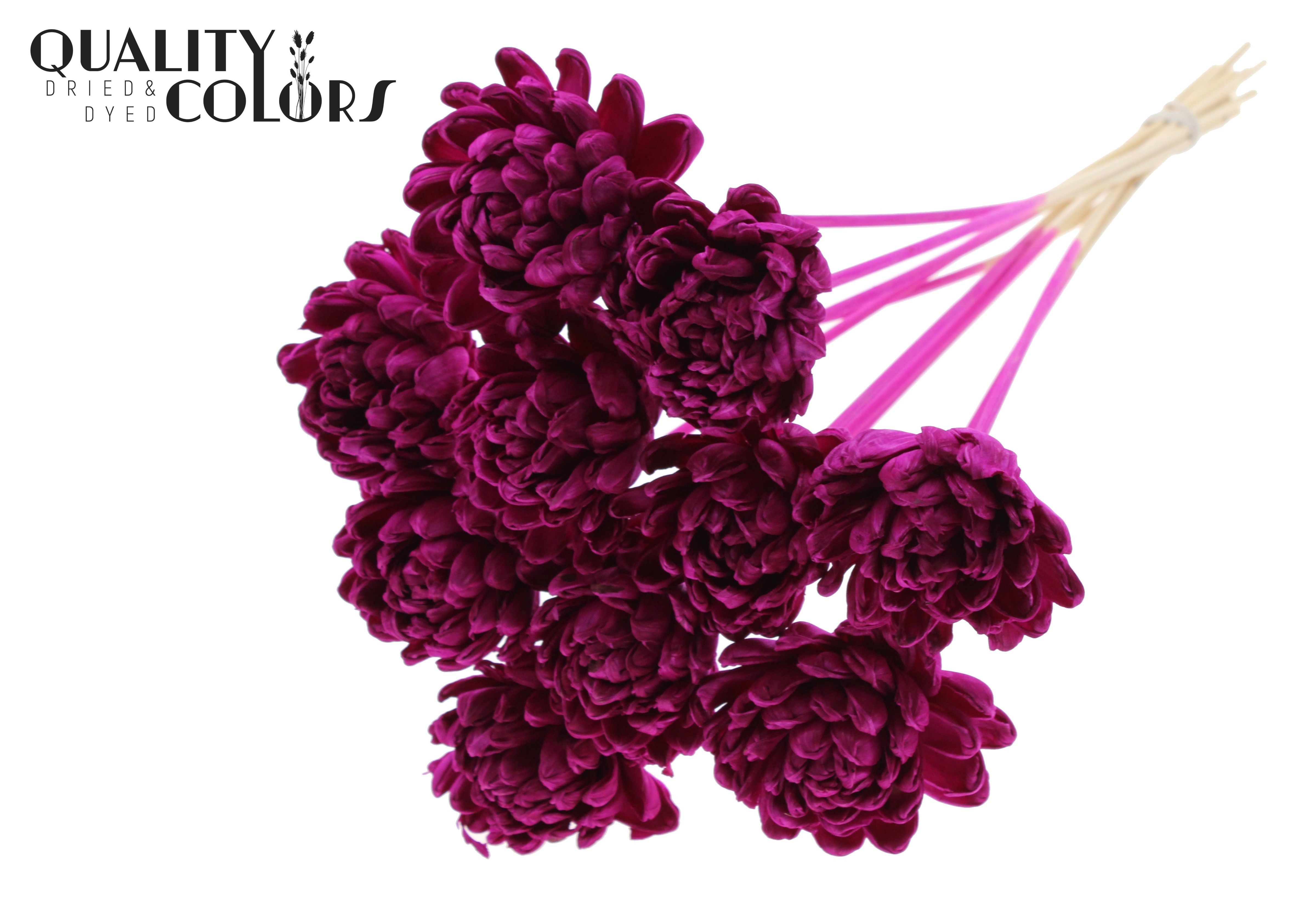 Shola Beauty Rose Lilac 50cm