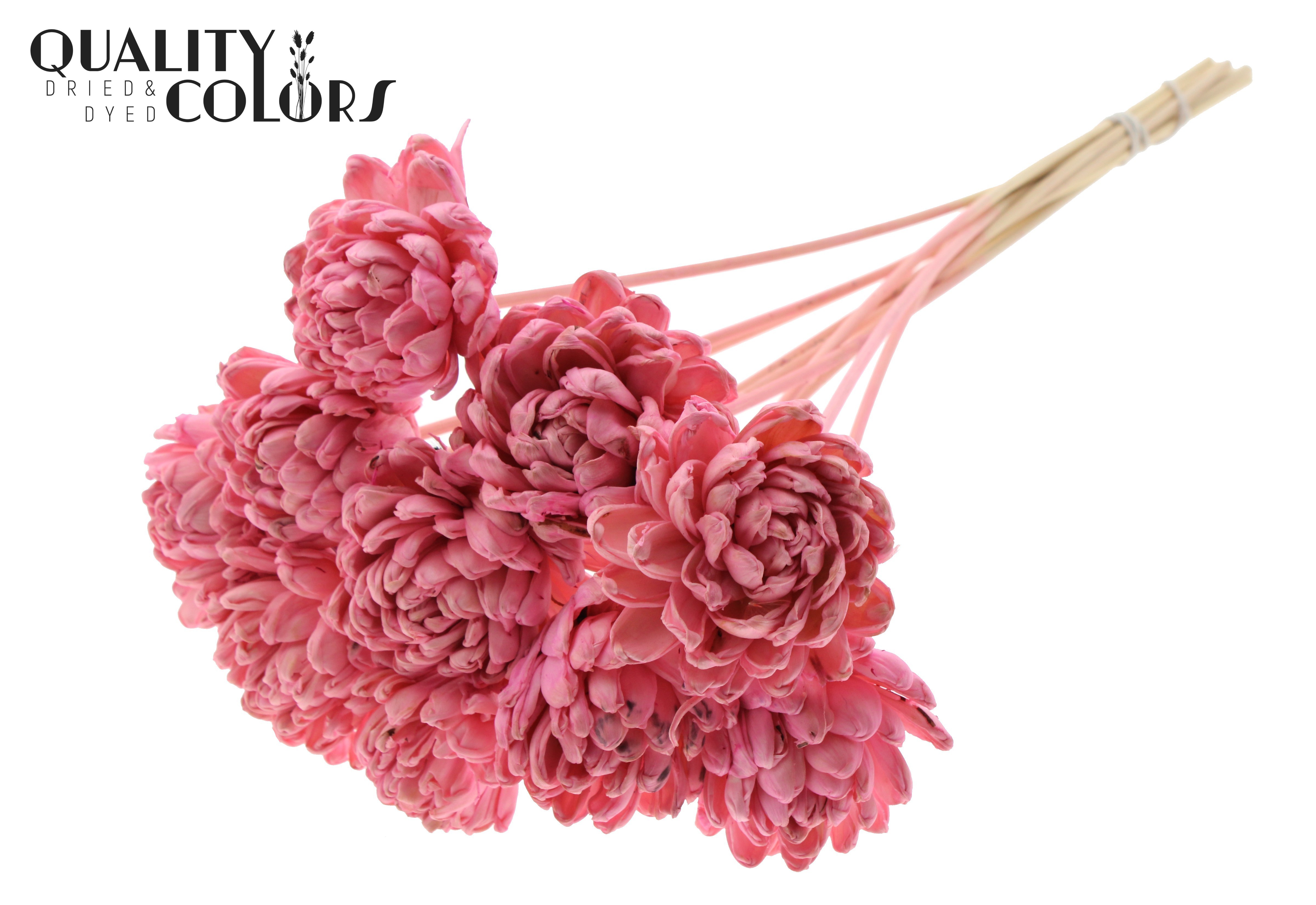 Shola Beauty Rose Light Pink 50cm