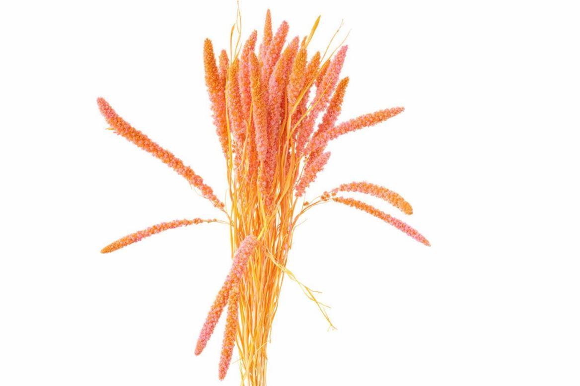 Dried Artz Setaria Gaugain Bunch