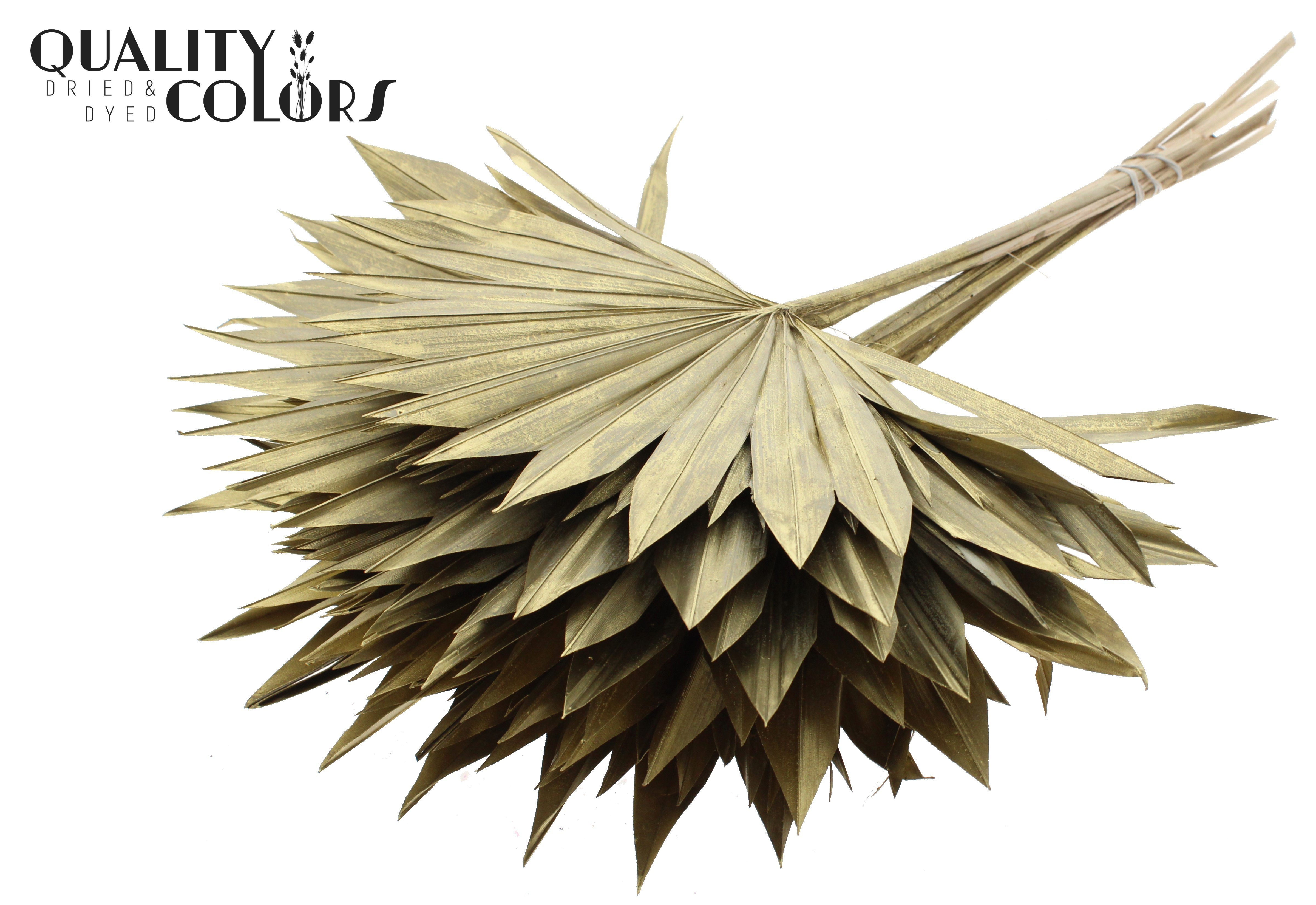 Palm Sun Gold 50cm