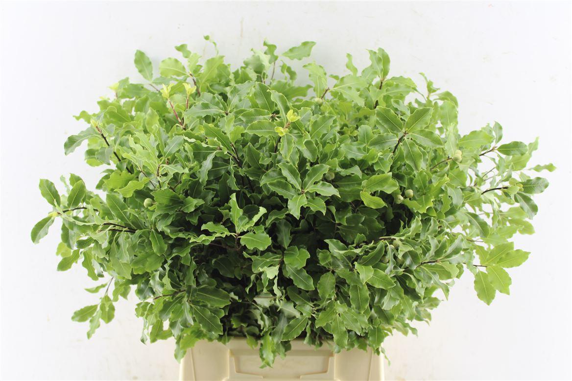 Pitto Green