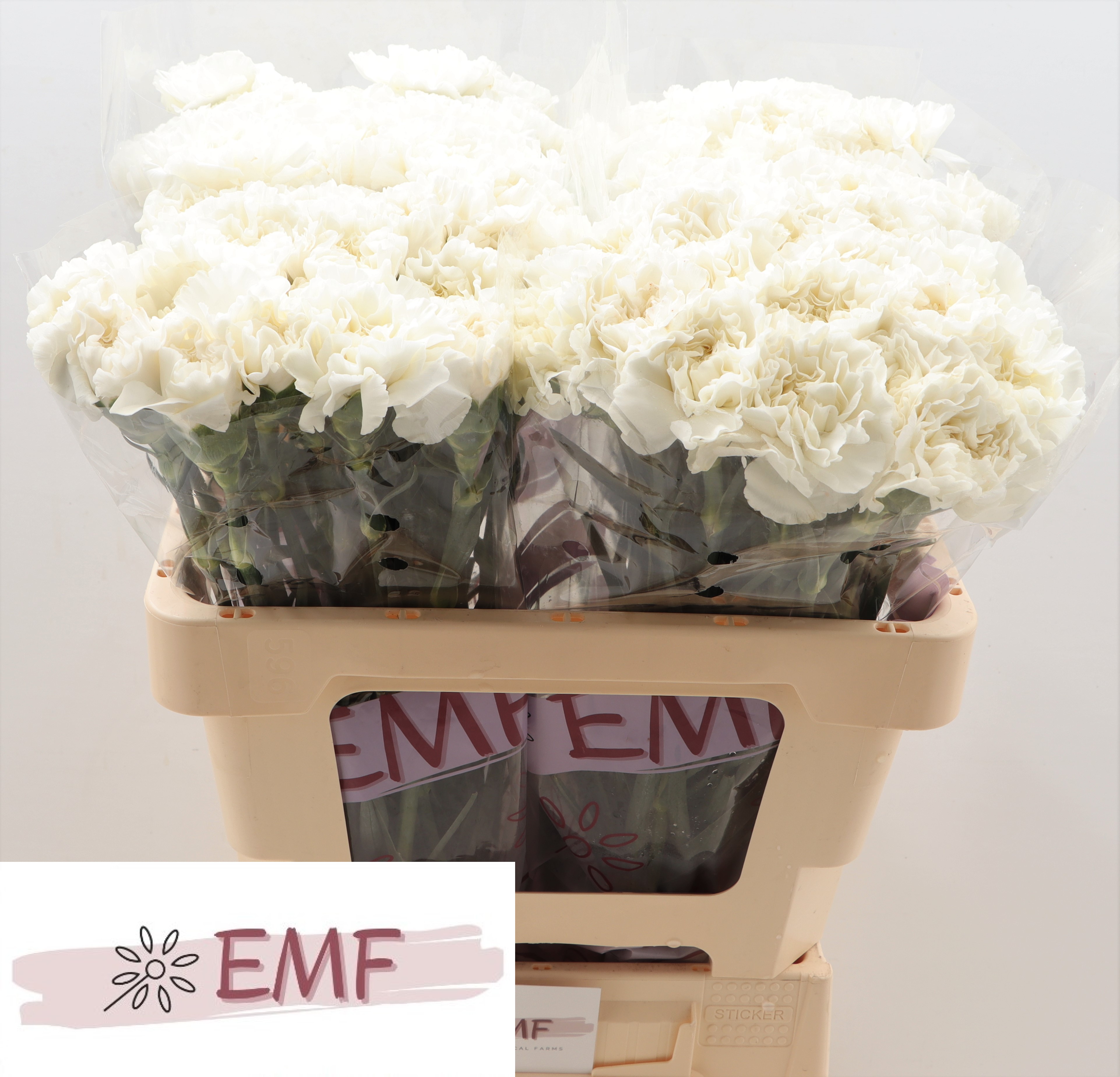 Dianthus Single Everest 55cm