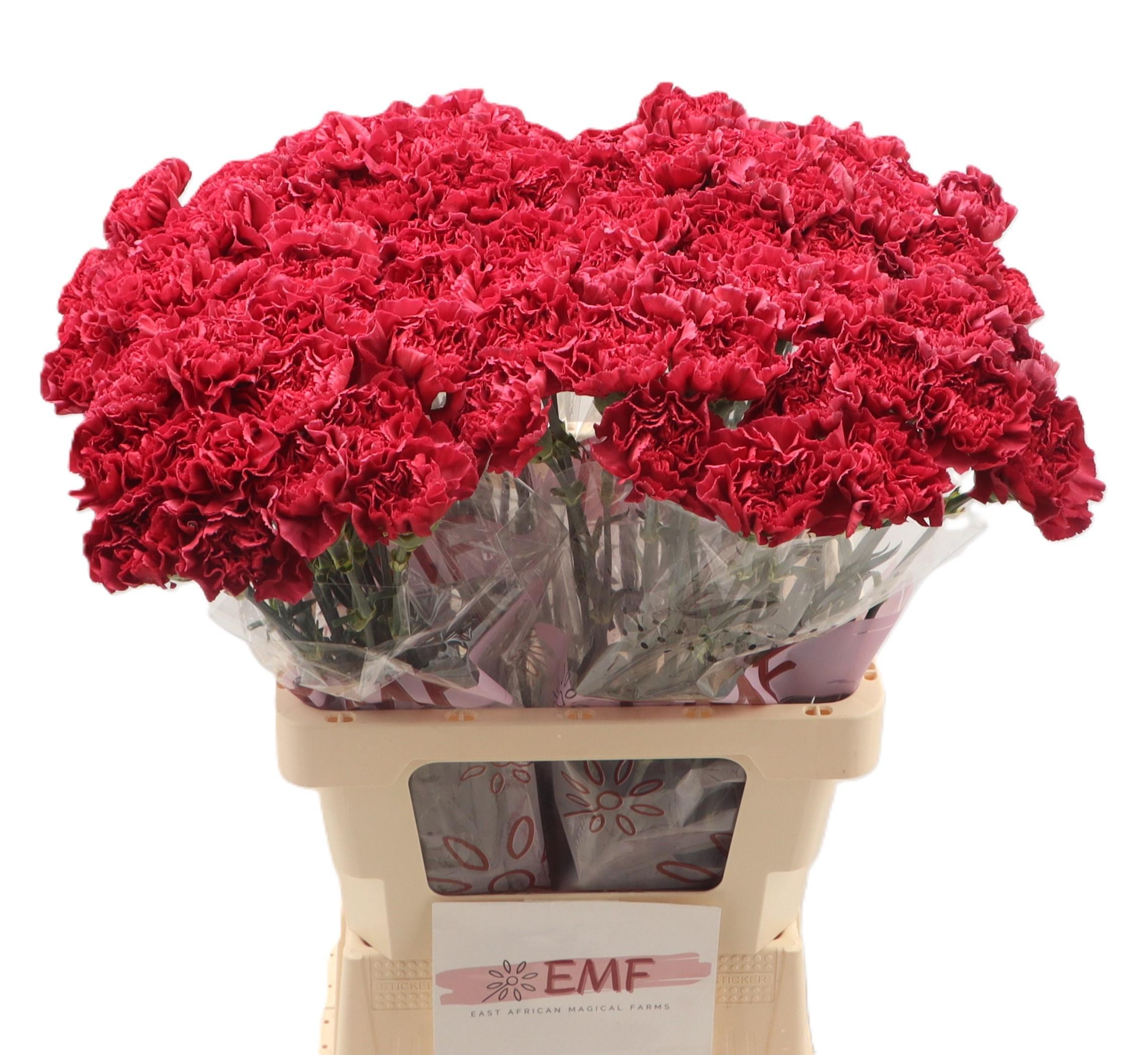 Dianthus Single Lucy 65cm