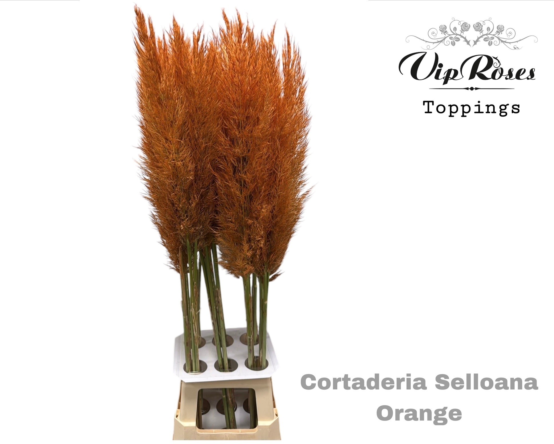 Cortaderia Vip Honey Orange 120cm