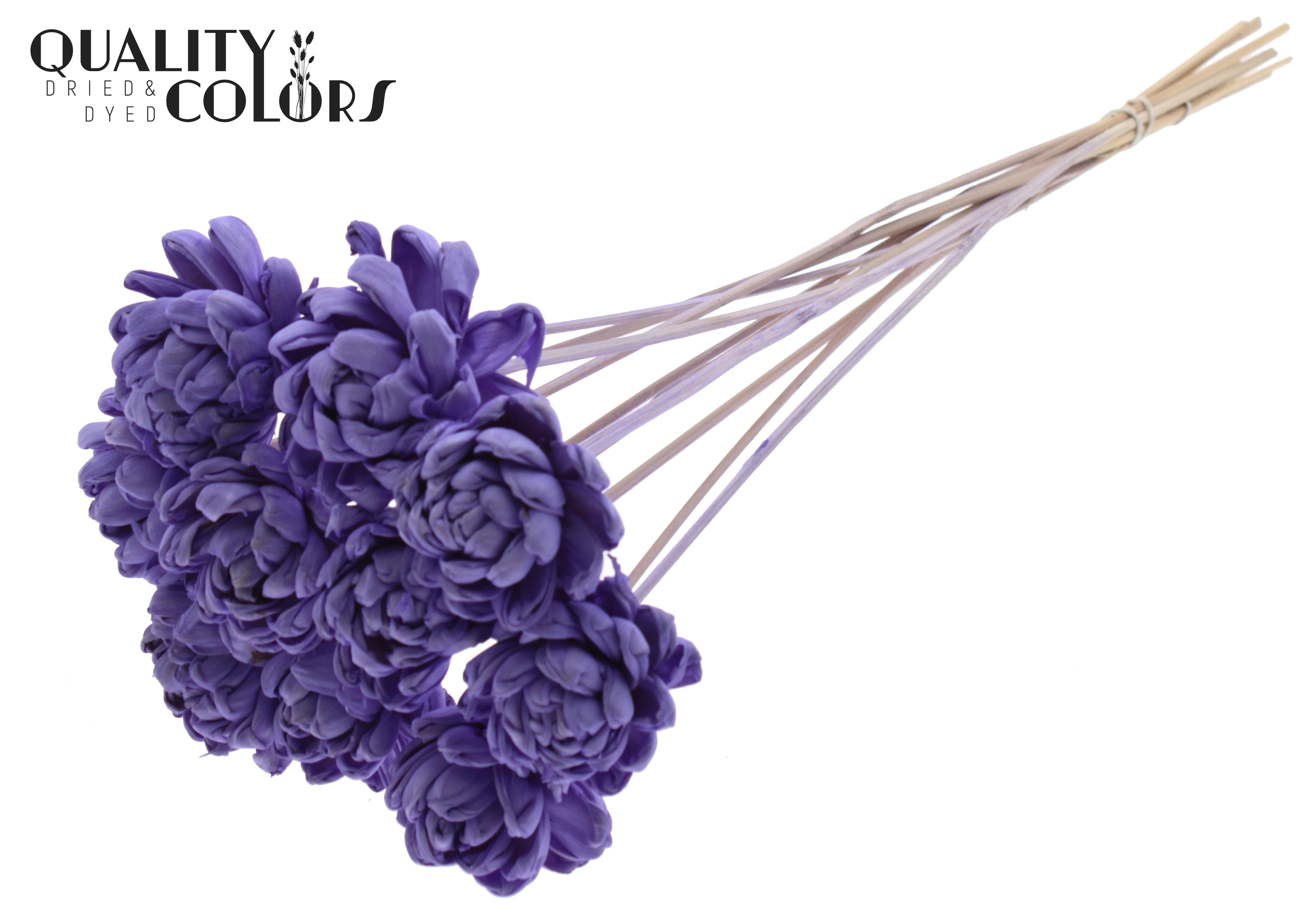 Shola New Beauty Rose Yellow 50cm
