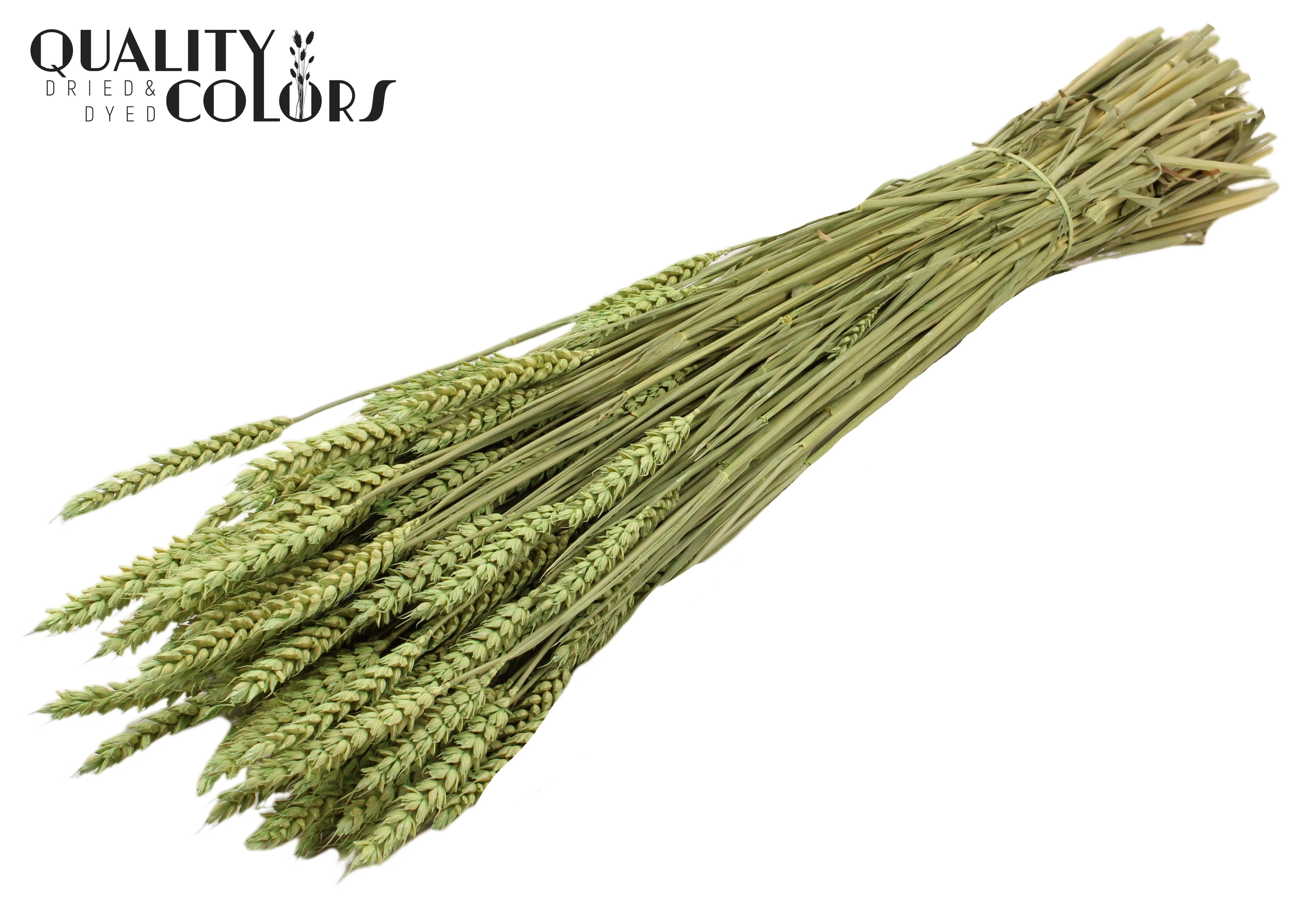 Triticum Frosted Mint Green Per Bunch 60cm