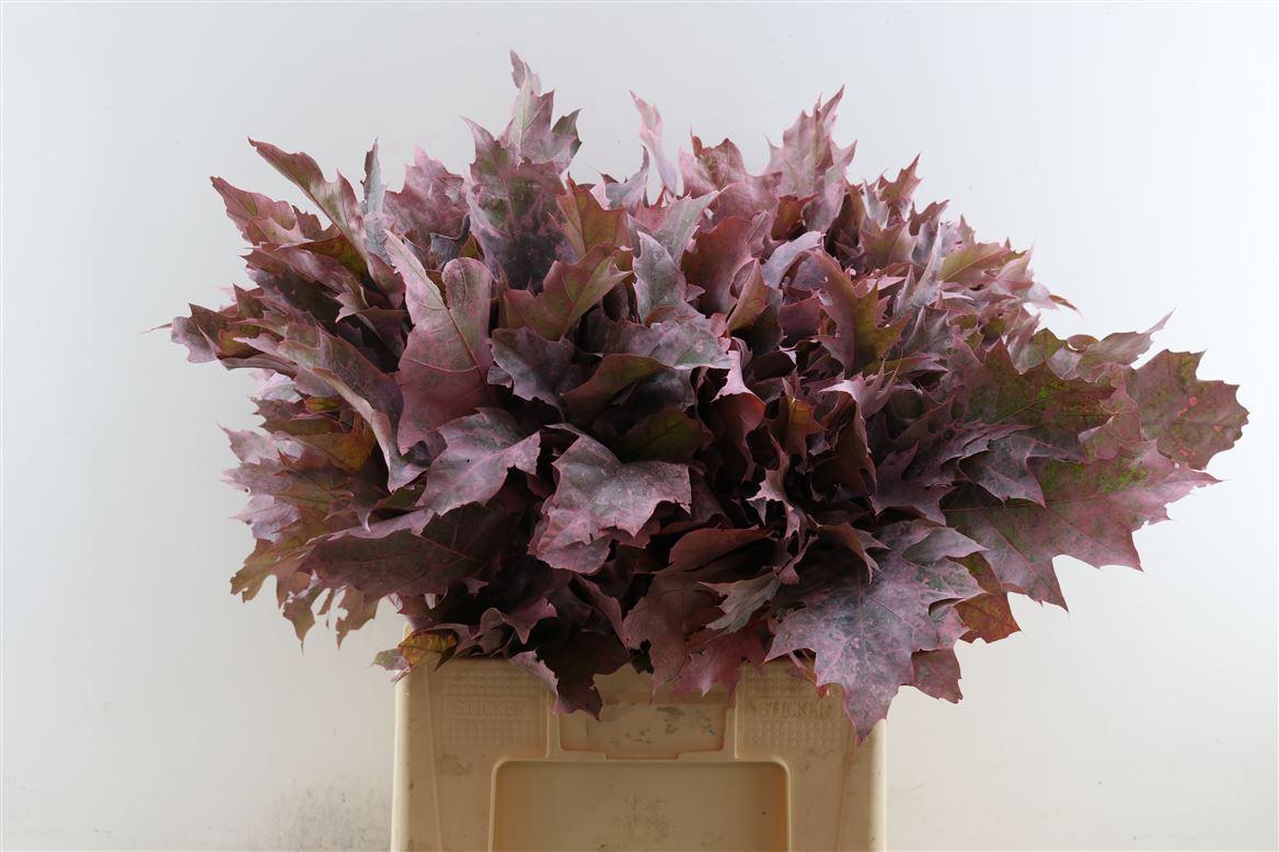 Quercus Rubra Frosted L Pink