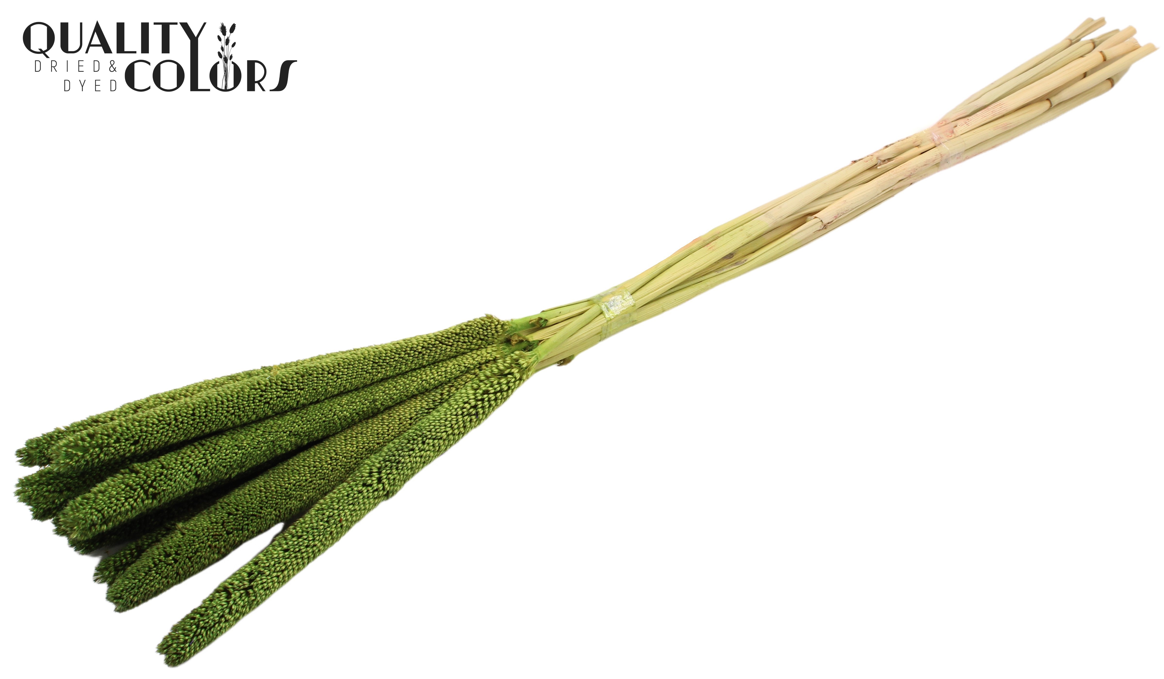 Babala Light Green 65cm