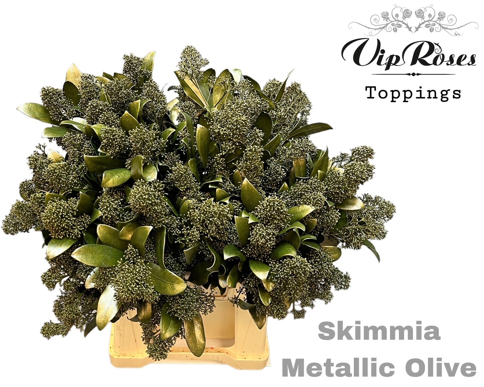 Skimmia Painted Metallic Olive Green Per Bunch 45cm