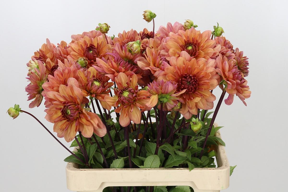 Dahlia Chateau