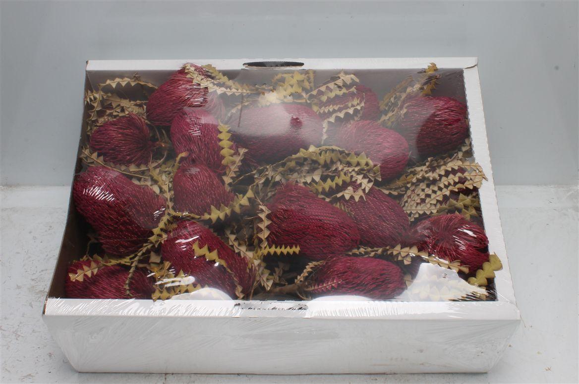 Banksia Speciosa Azalea ( X 30 St )