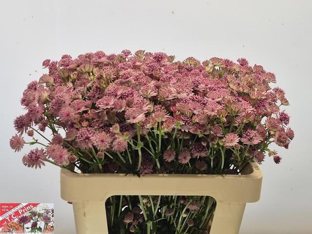 Astr Pink Sensation