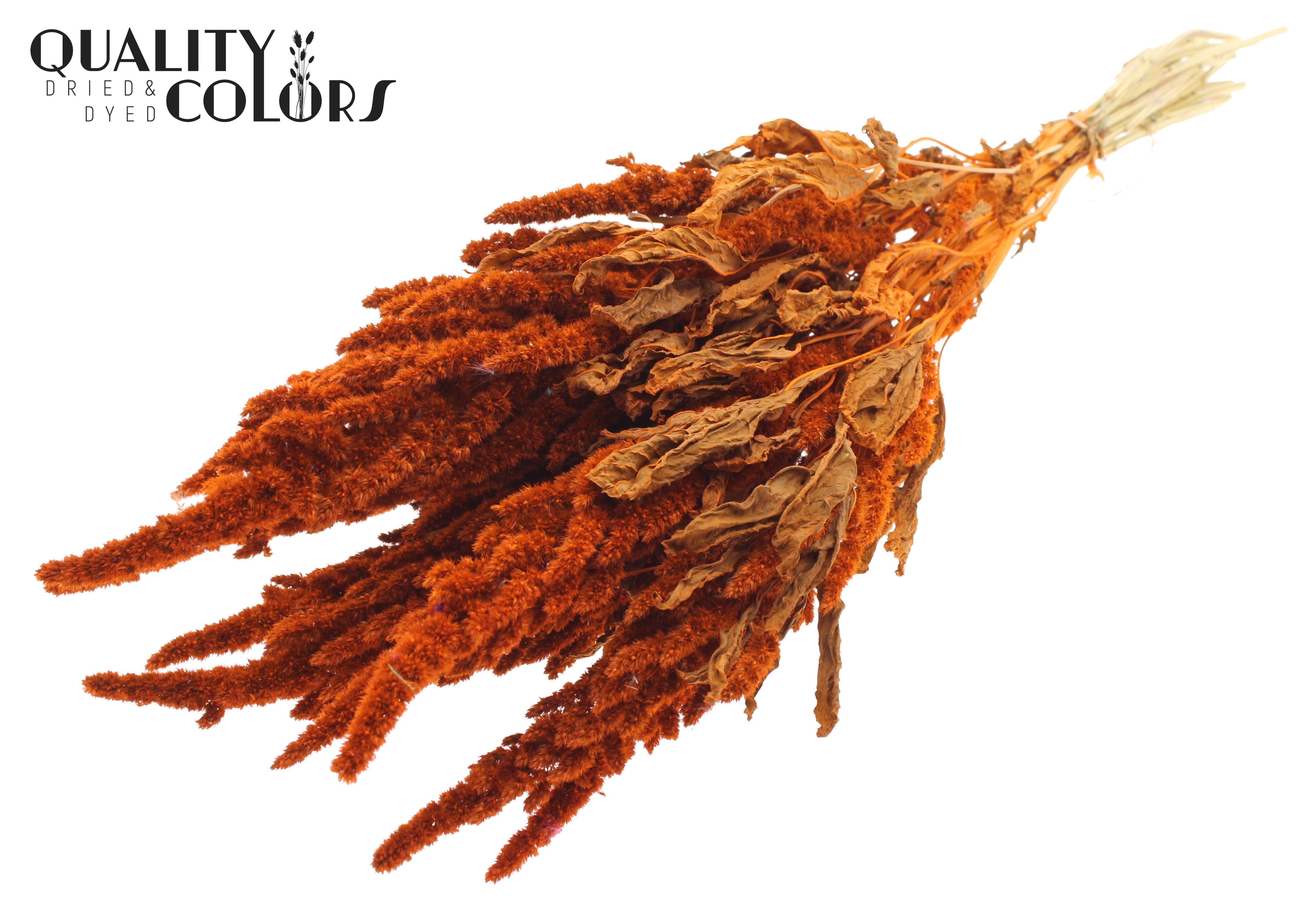 Amaranthus Orange Per Bunch 60cm