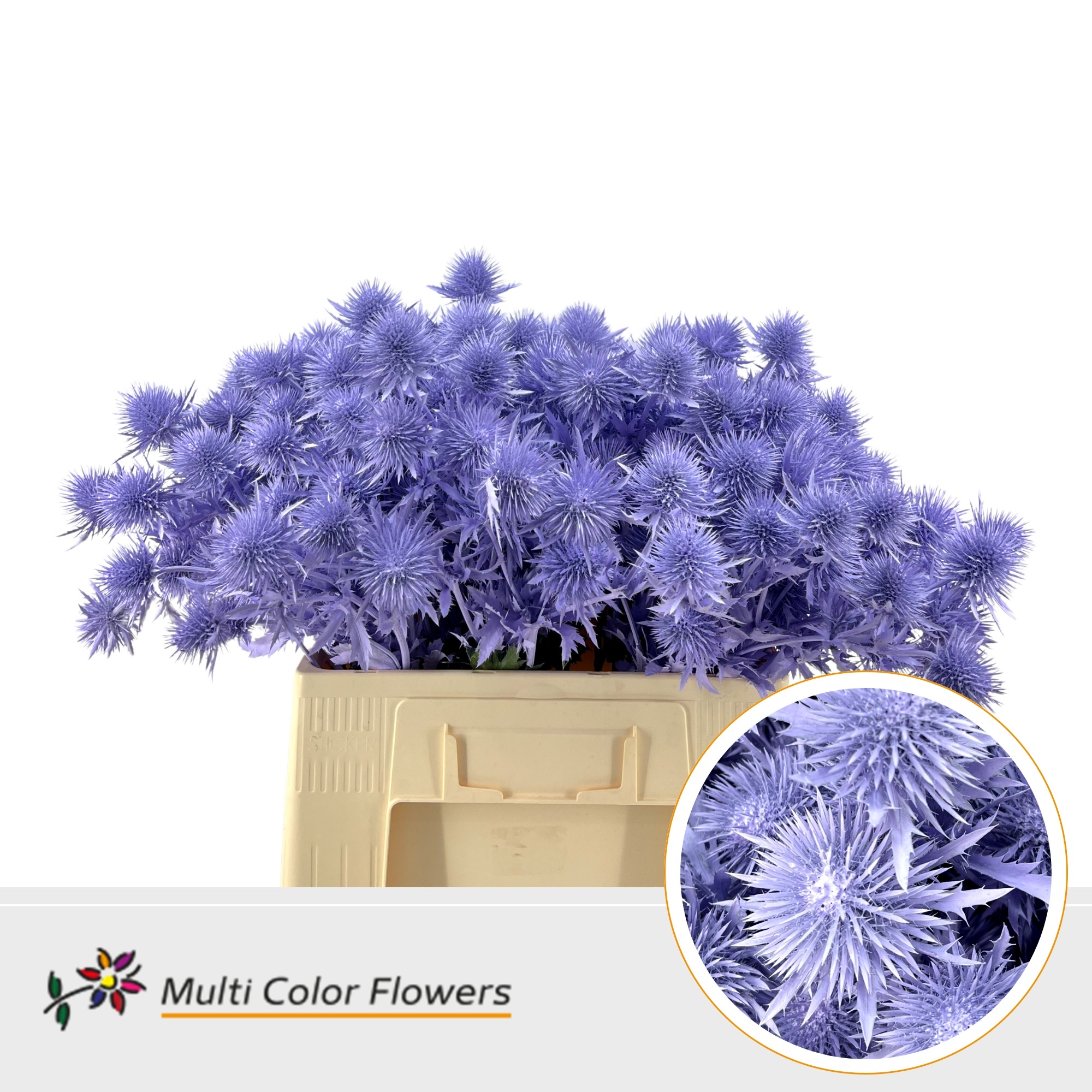 Eryngium Milka