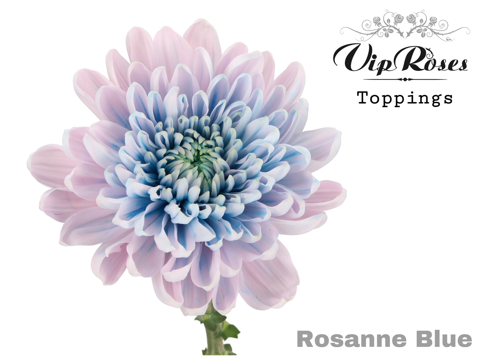 Chr G Rosanne Blue 75 cm