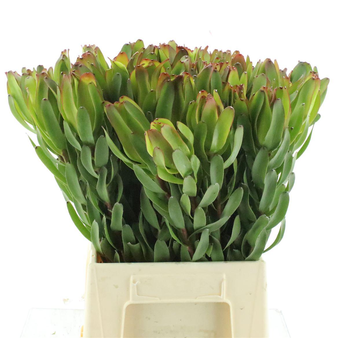 Leucad Laurel Yellow