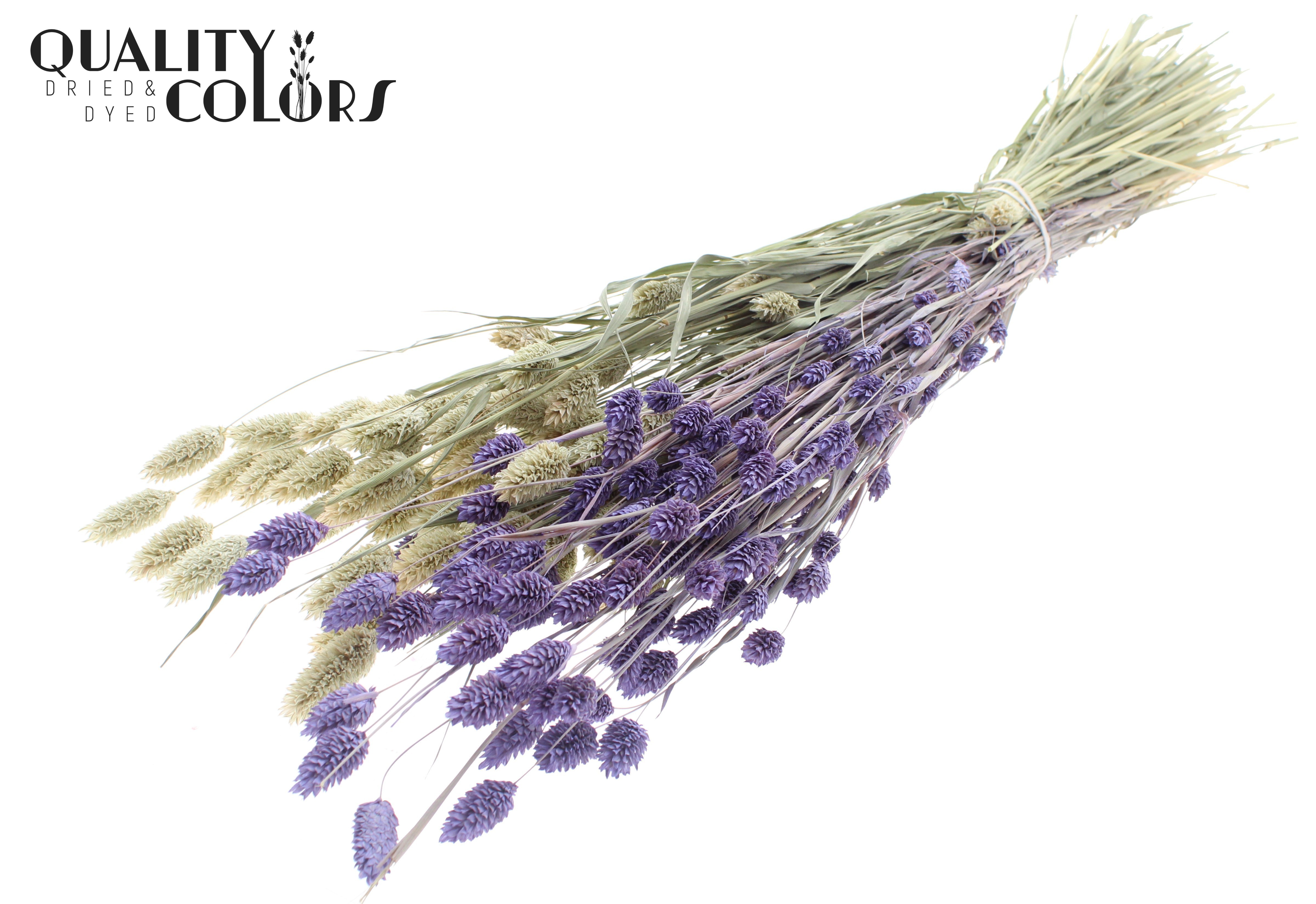 Phalaris Two Tone Frosted Milka Per Bunch 60cm 220gr.