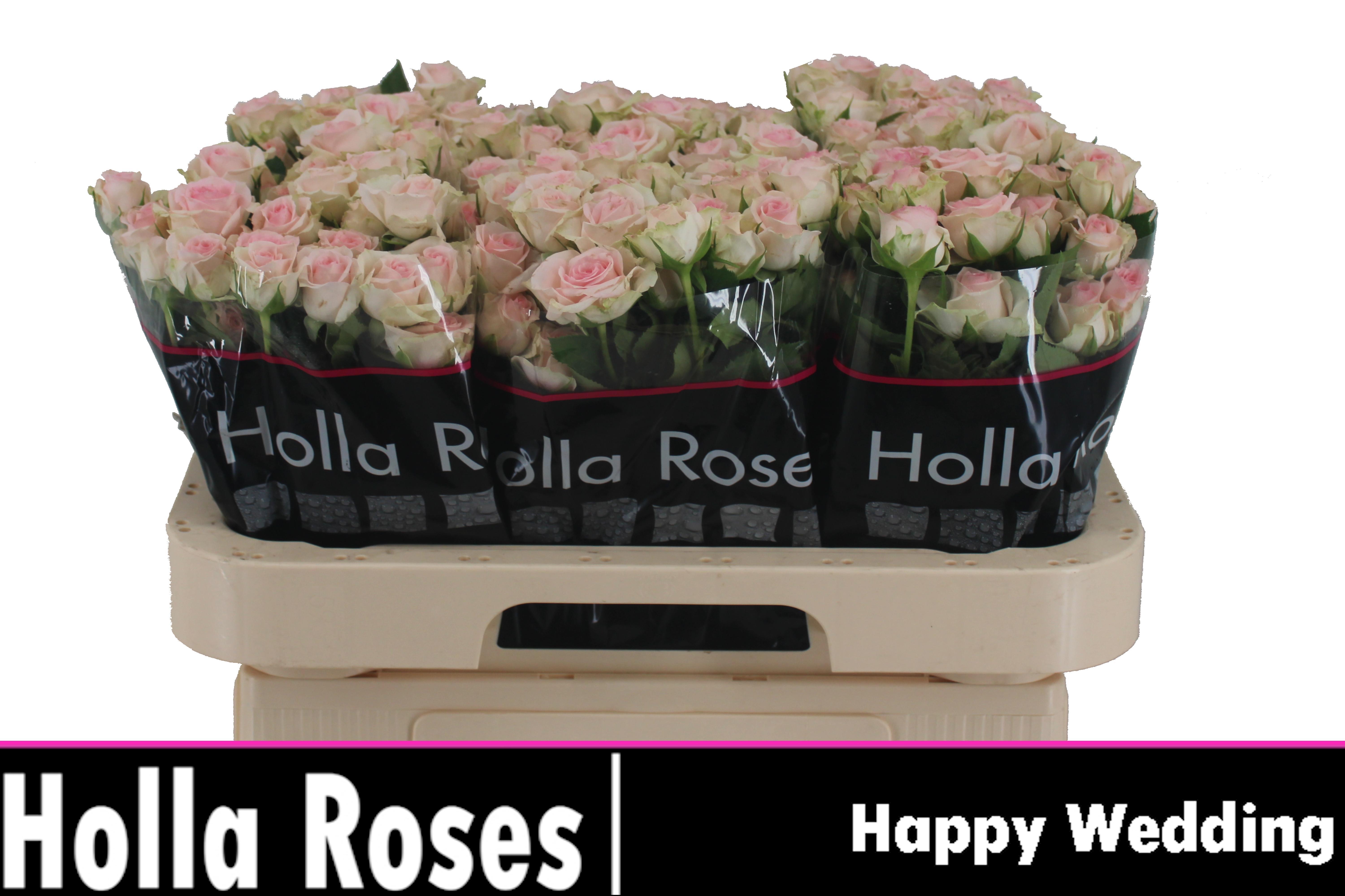 R Tr Happy Wedding 60cm