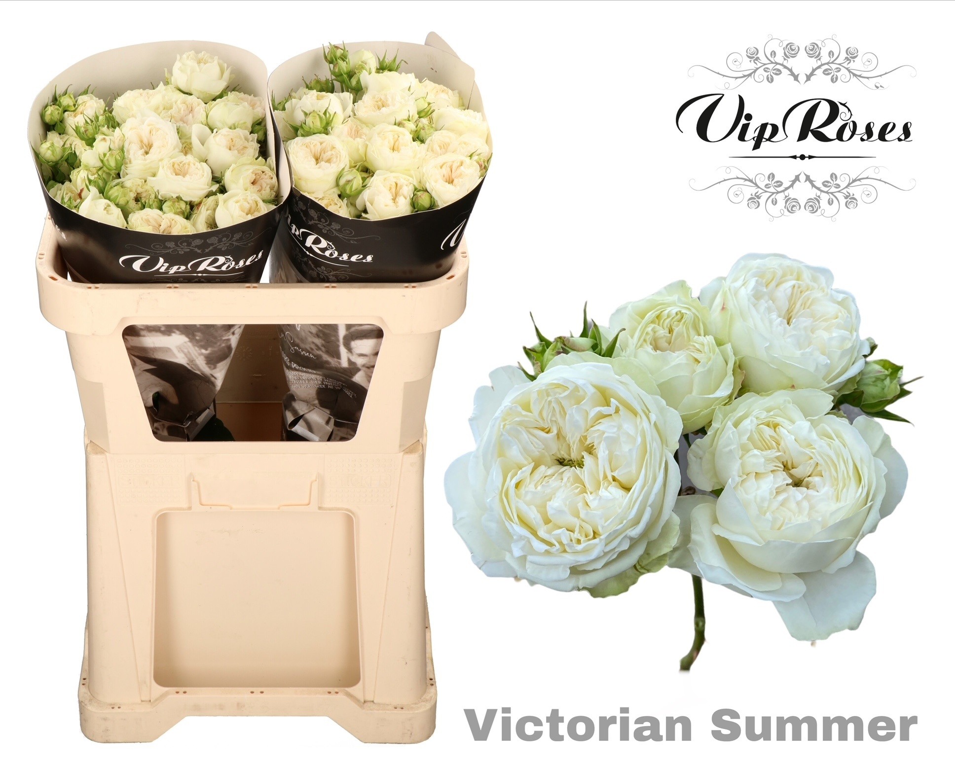 R Tr Victor Summer+