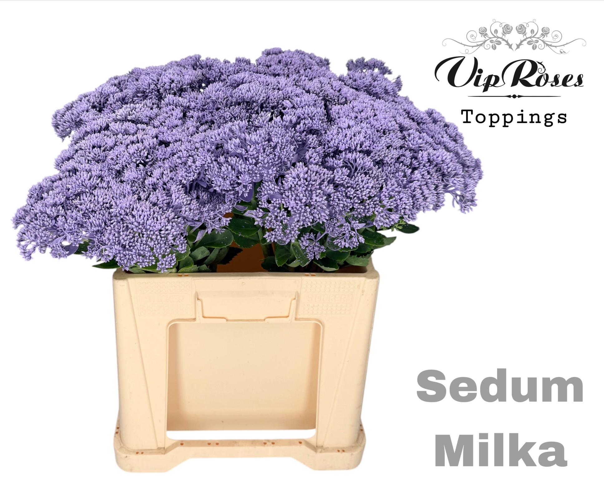 Sedum Milka 55 cm