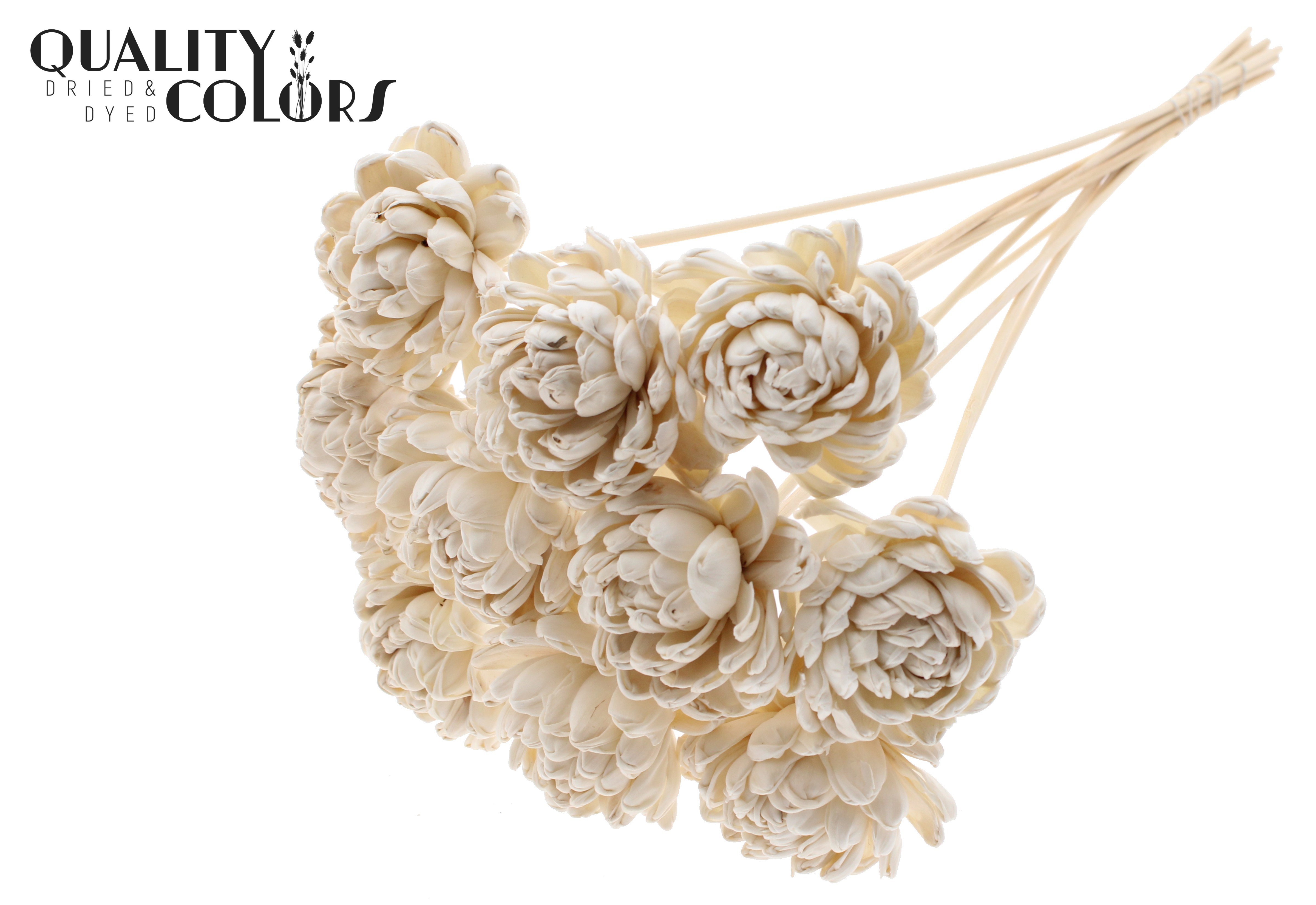Shola Beauty Rose Natural 50cm