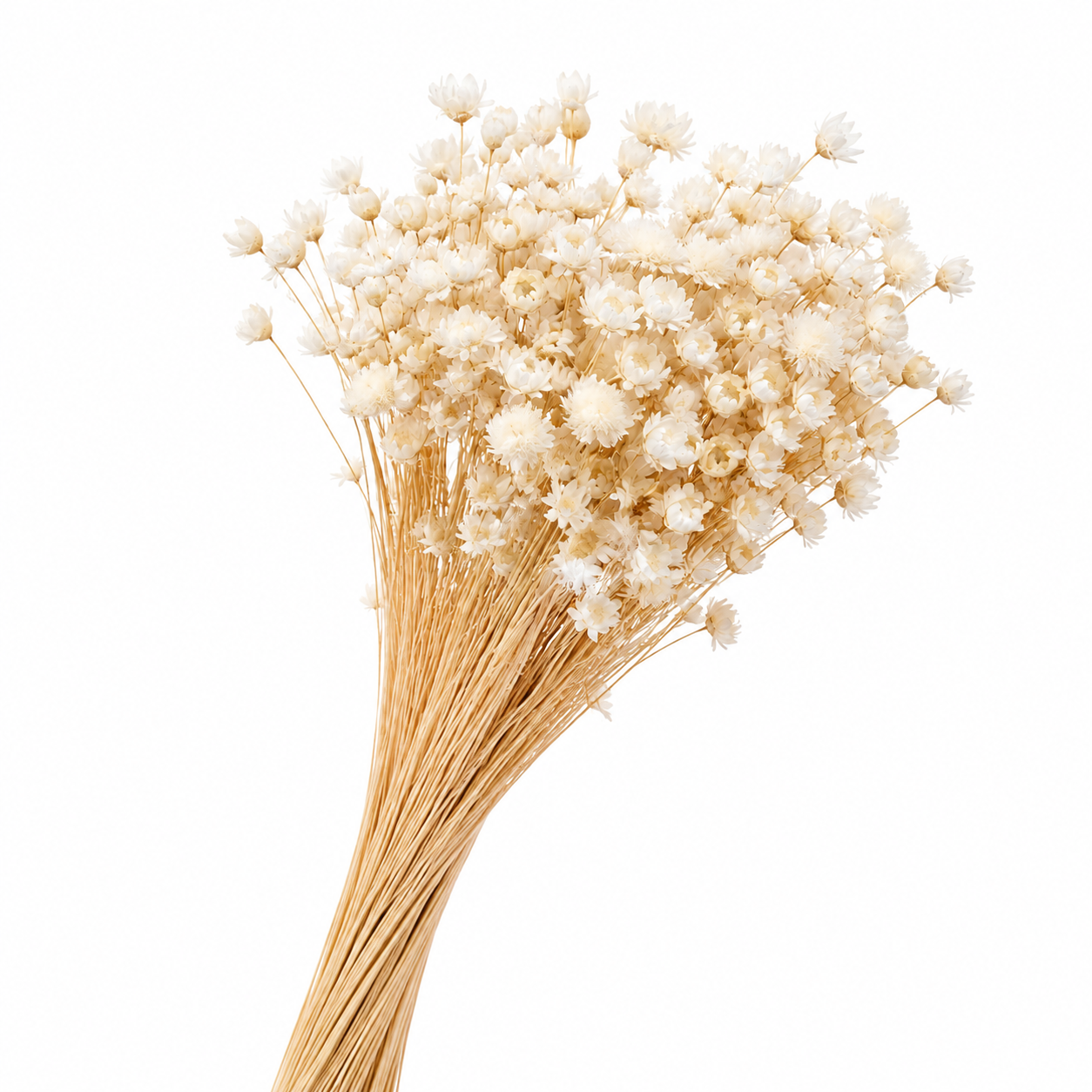 Dried Bleached Glixia