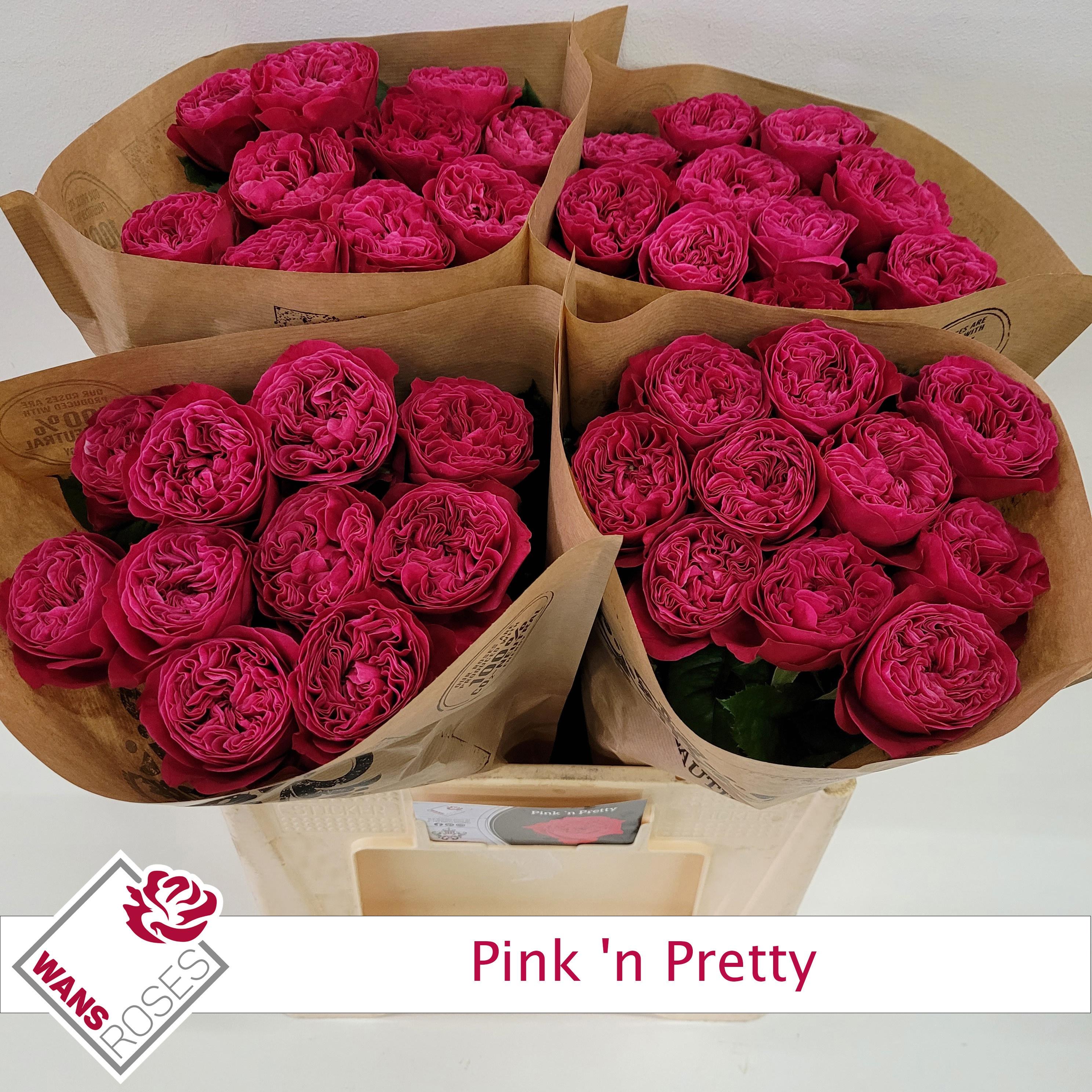Rosa Garden Vip Pink N Pretty 60cm