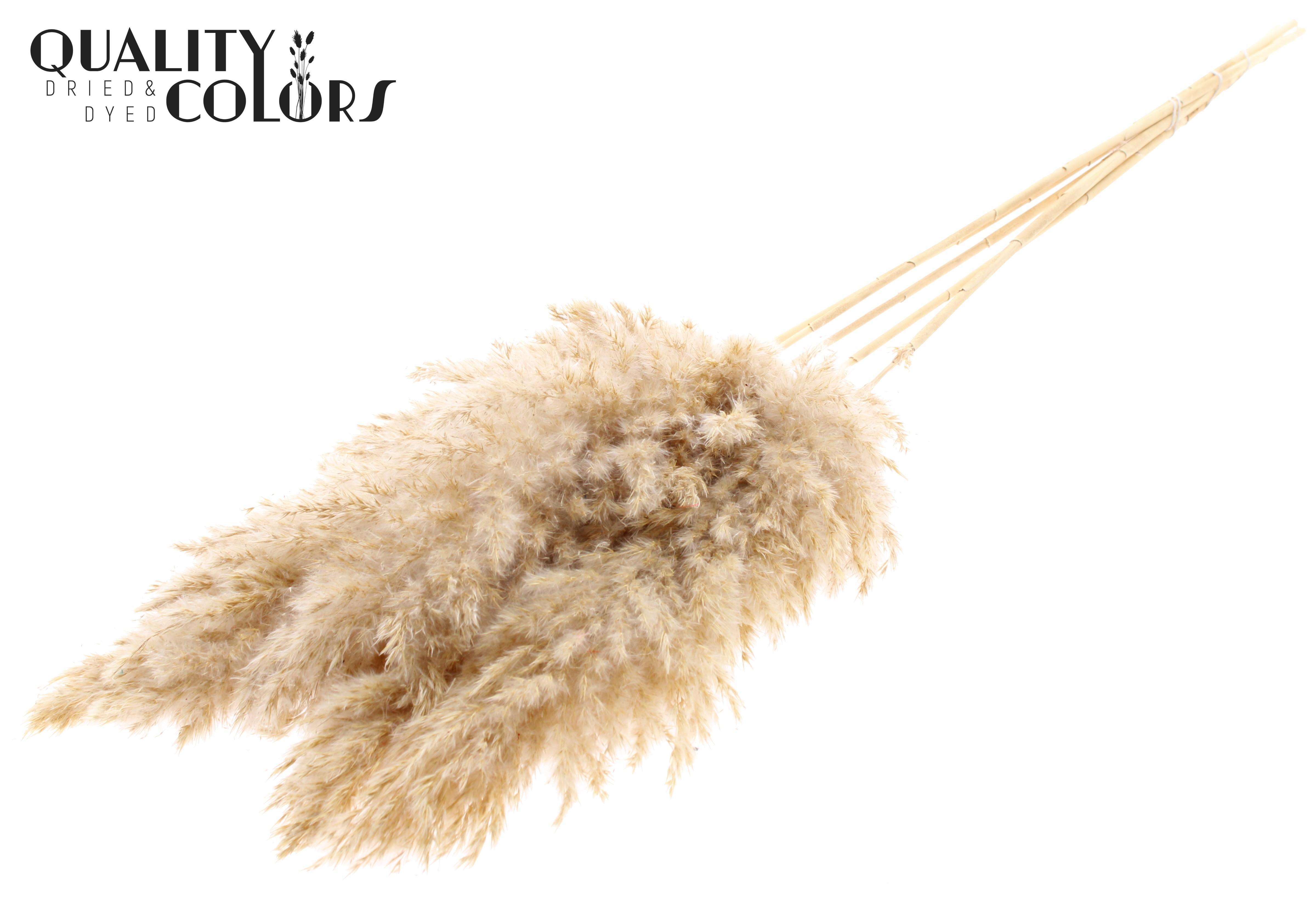 Pampas Grass Bleached Per Bunch 100cm