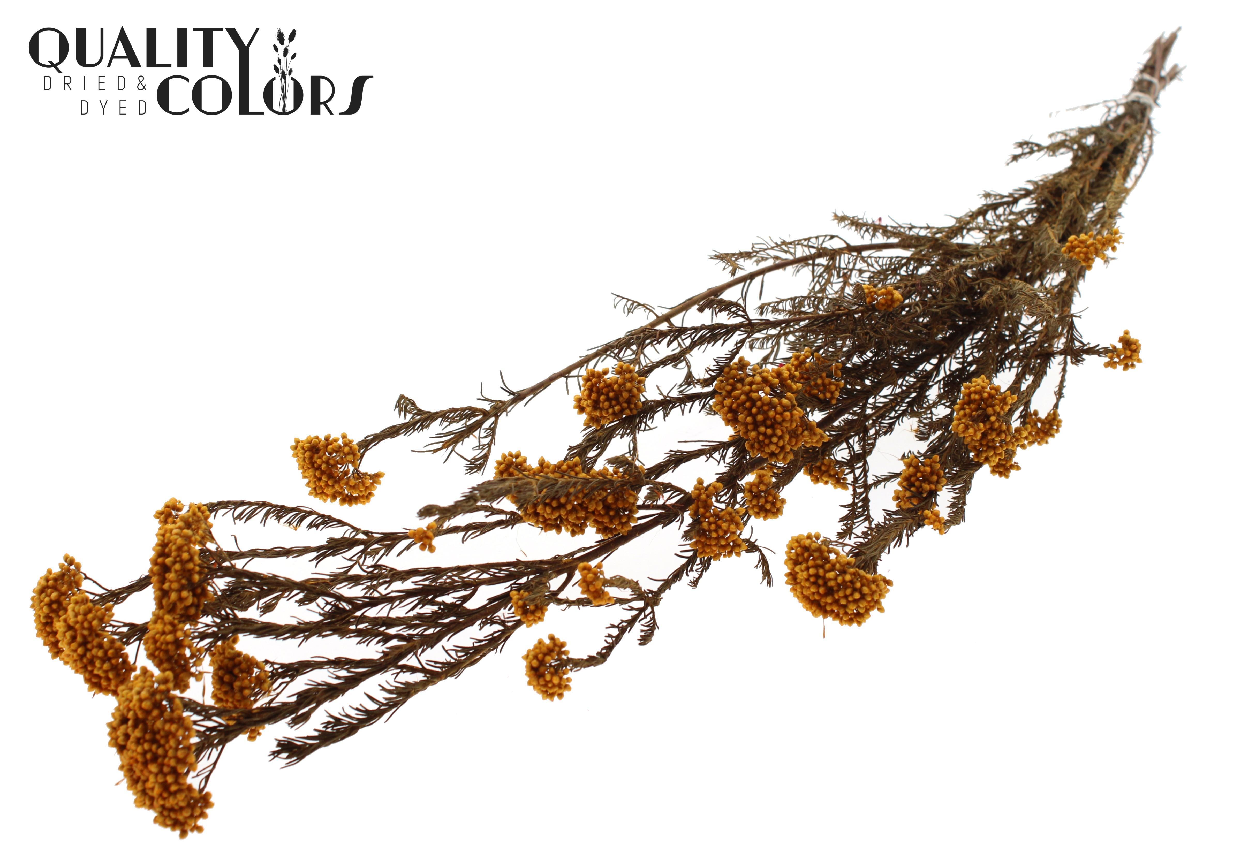 Ozothamnus Apricot Per Bunch 70cm