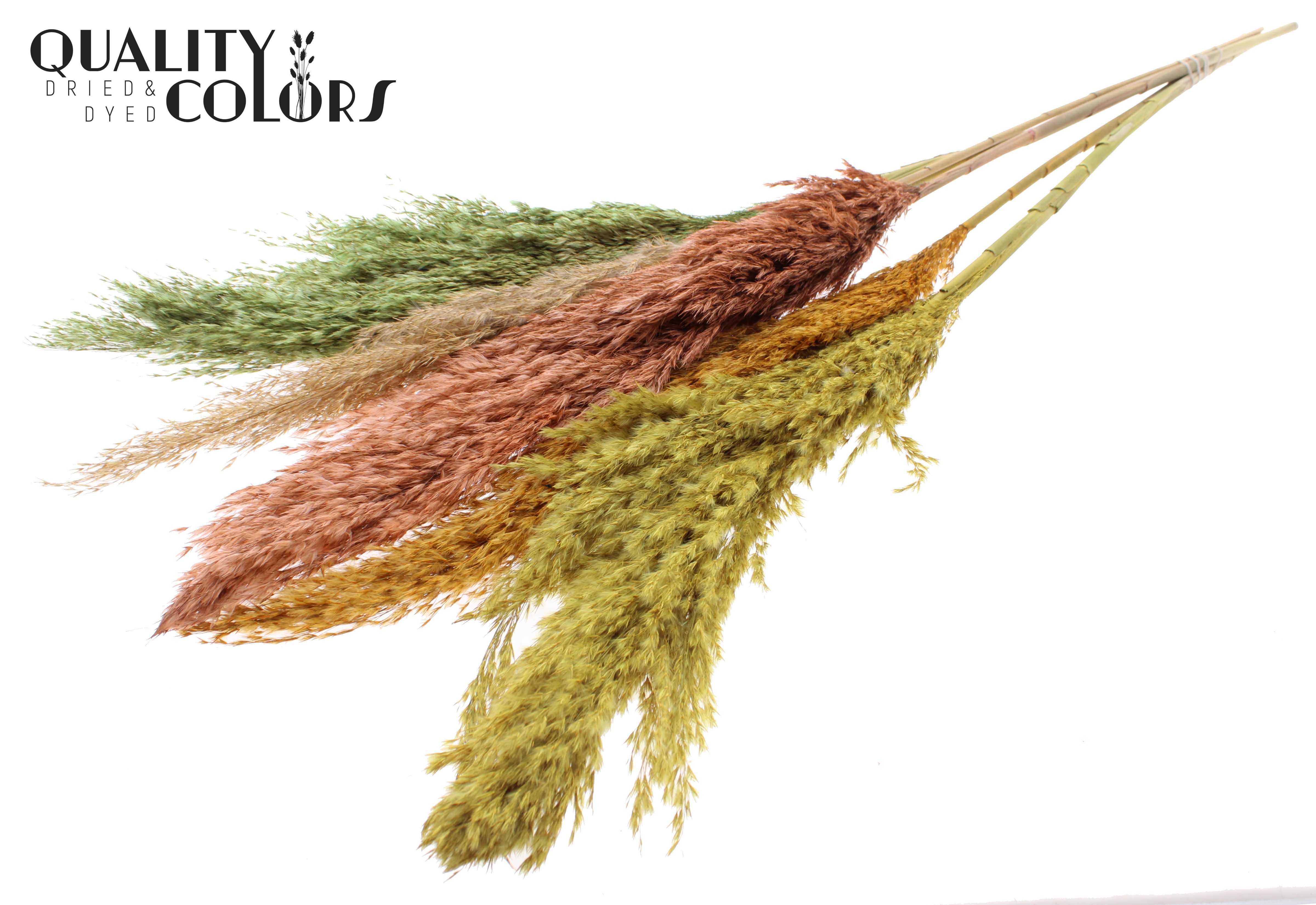Pampas Grass Summer Mix Per Bunch 100cm