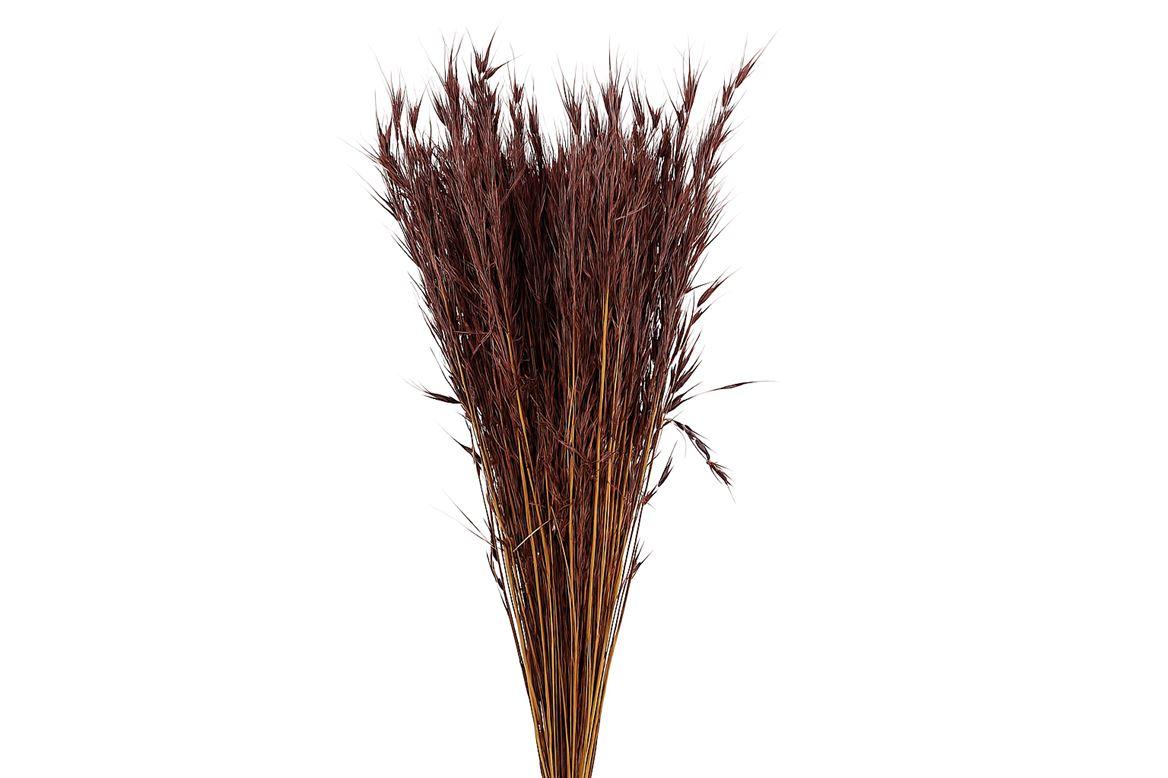 Dried Avena Wild X5 Brown Bunch