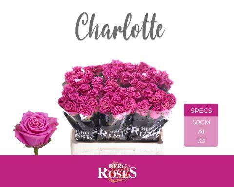 Rosa Tan Charlotte 50cm