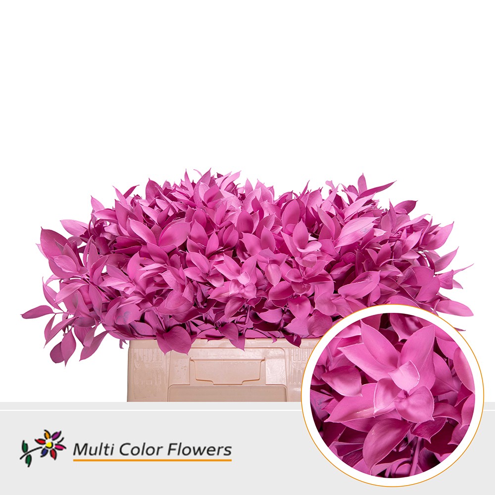 Ruscus Painted Hypophyllum Rose New 60cm