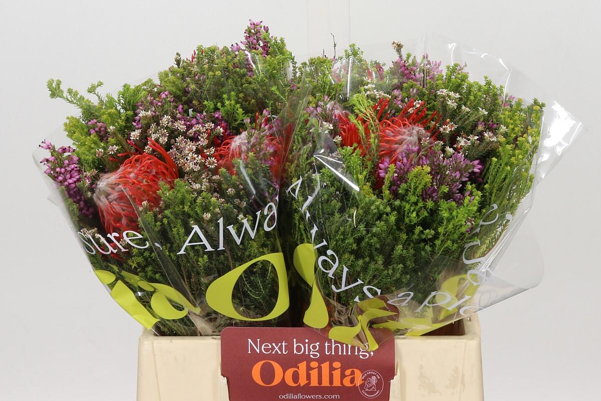 Bq Nutans 2 Flower