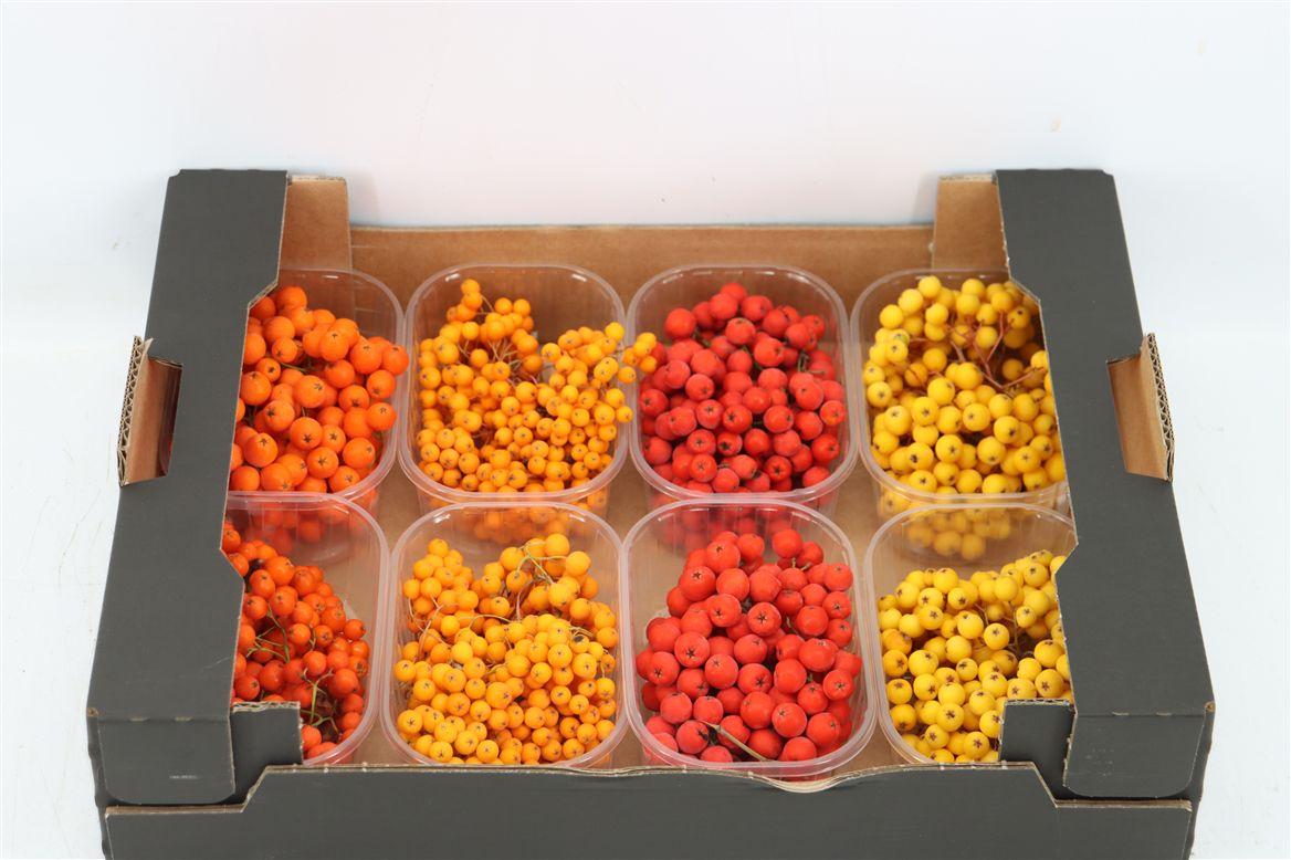 Sier Sorbusbes Mixed X8