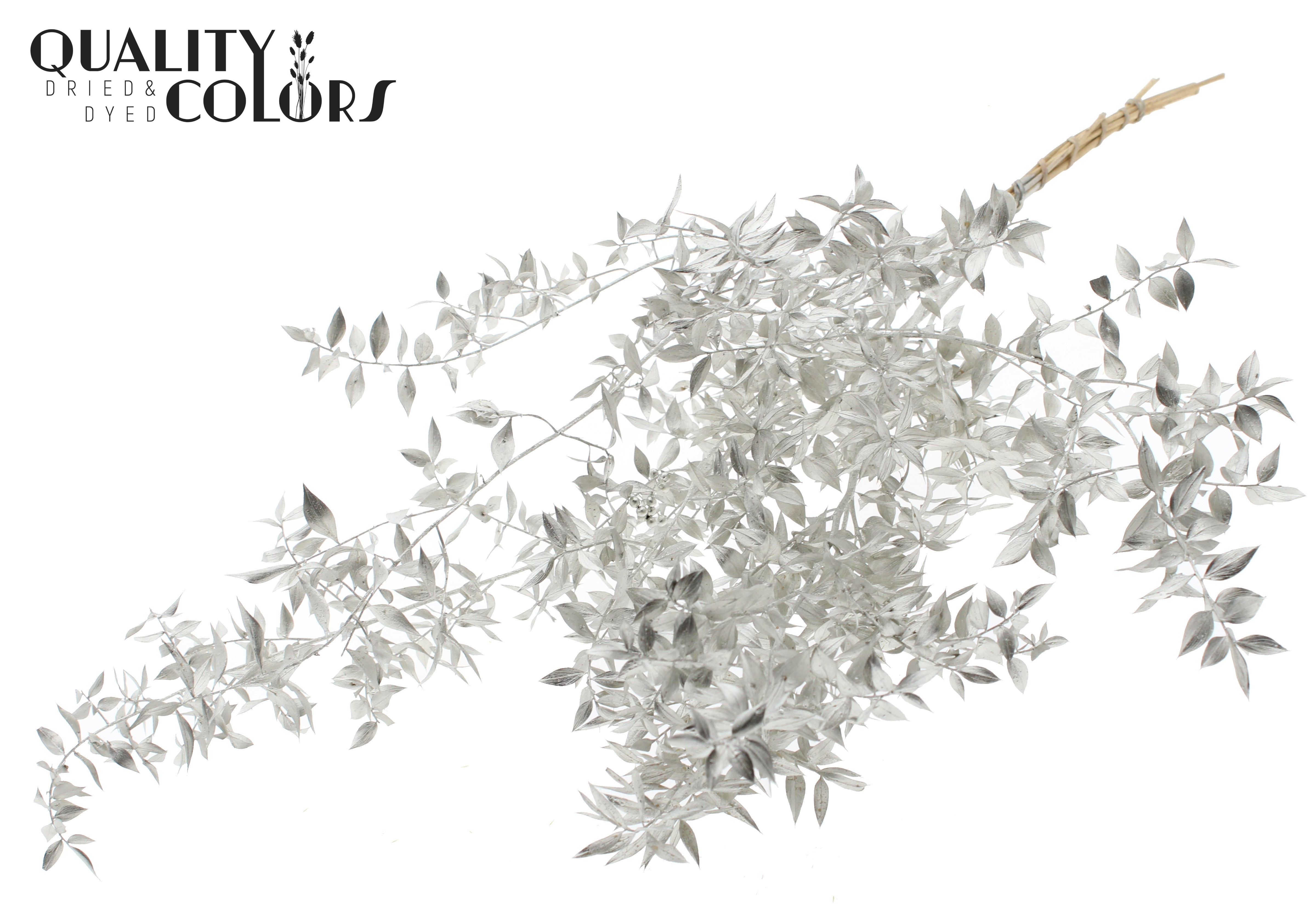 Ruscus Aculeatus Preserved Platinum Per Bunch 70cm 1st