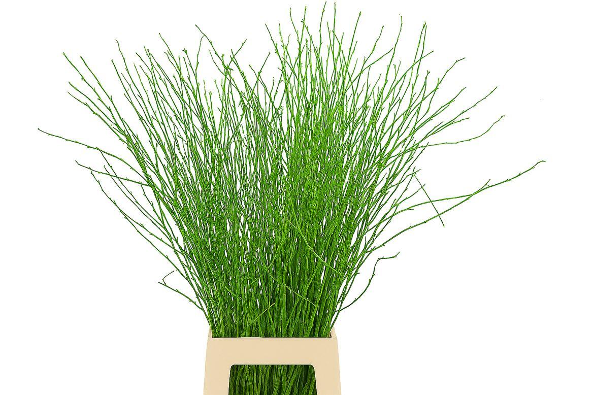 Berk 70cm Appelgroen Pbs