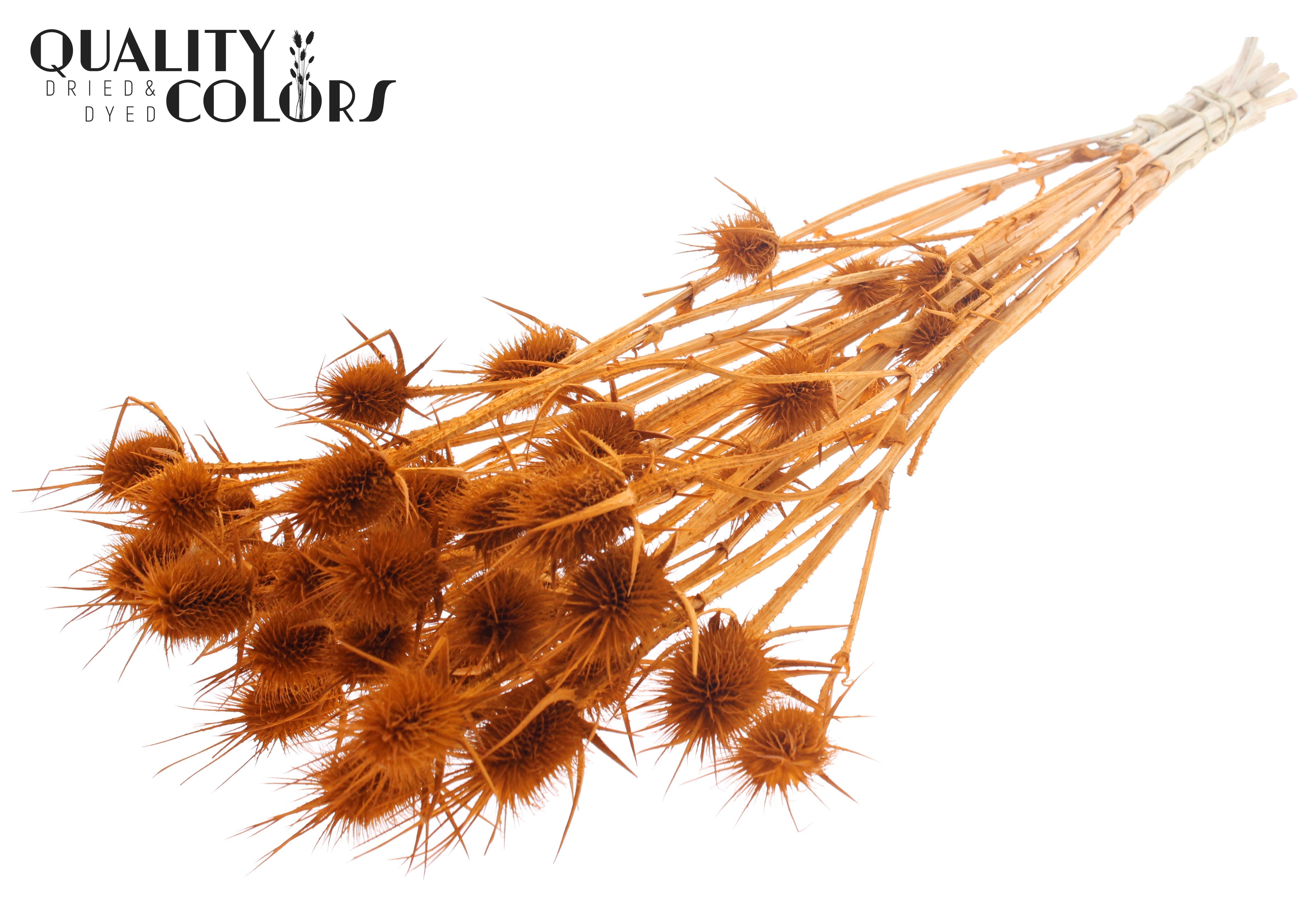 Eryngium Bleached Terracotta Per Bunch 55cm