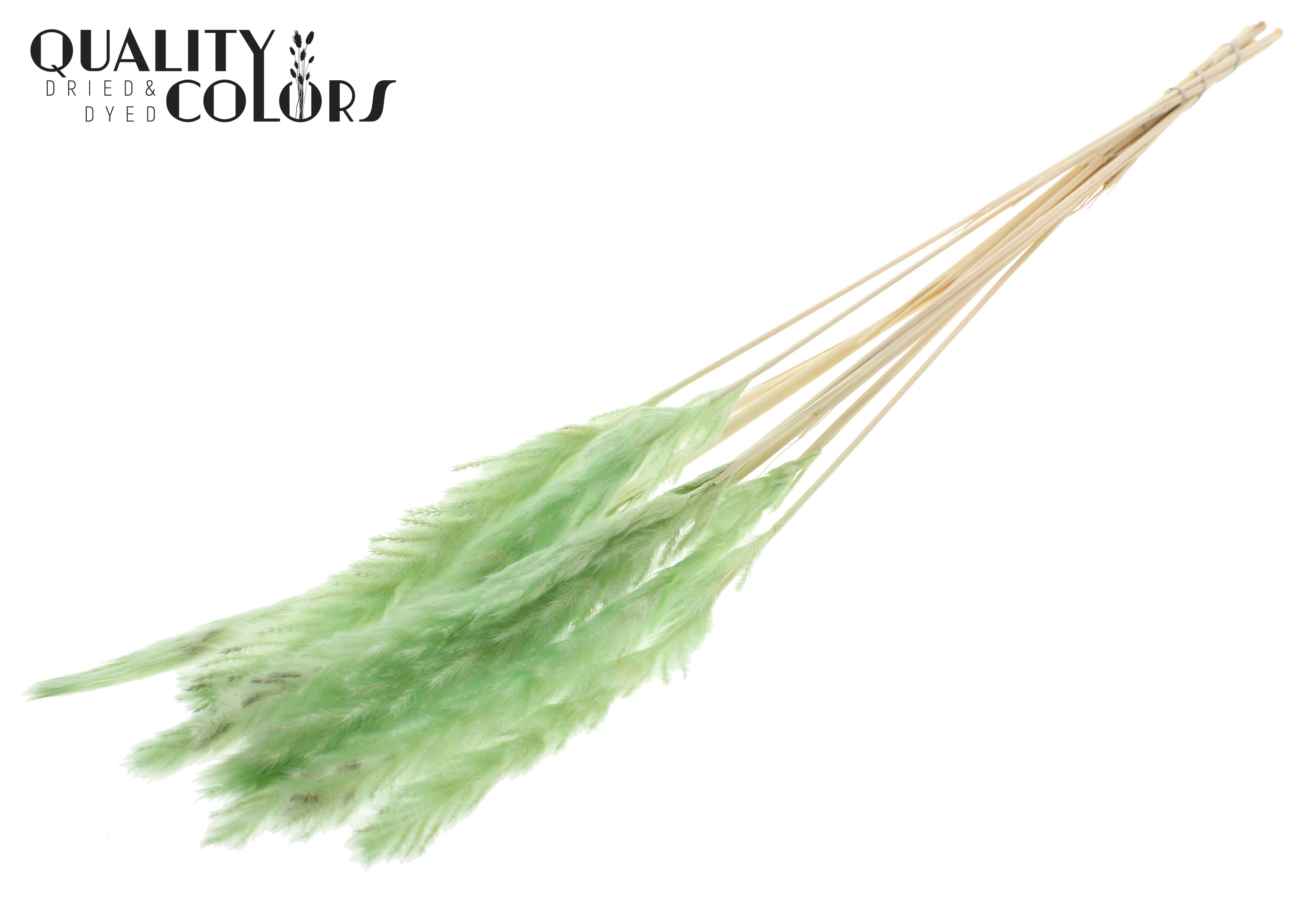 Fluffy Pampas Mint Per Bunch 70cm