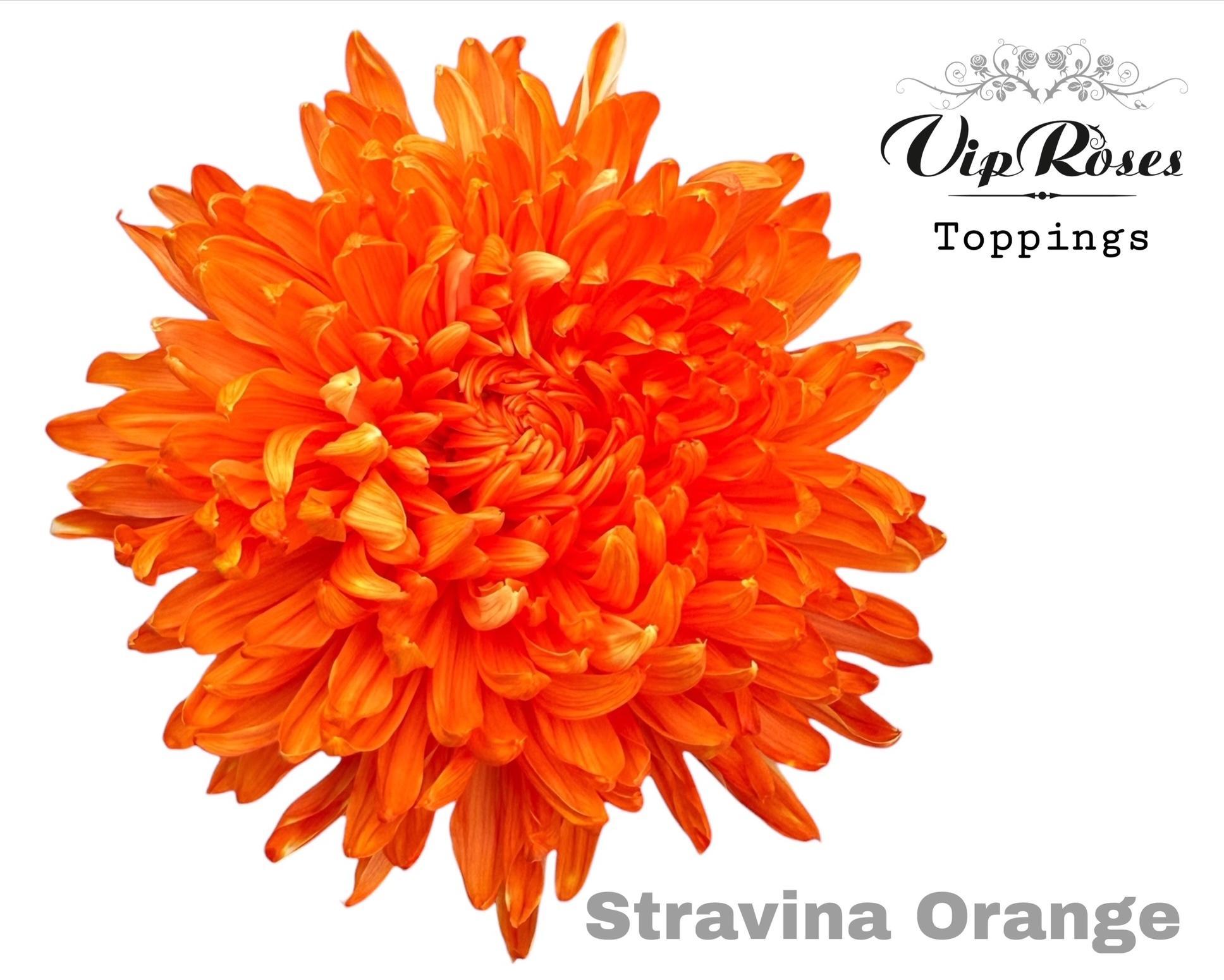Chr G Stravina Orange 65 cm